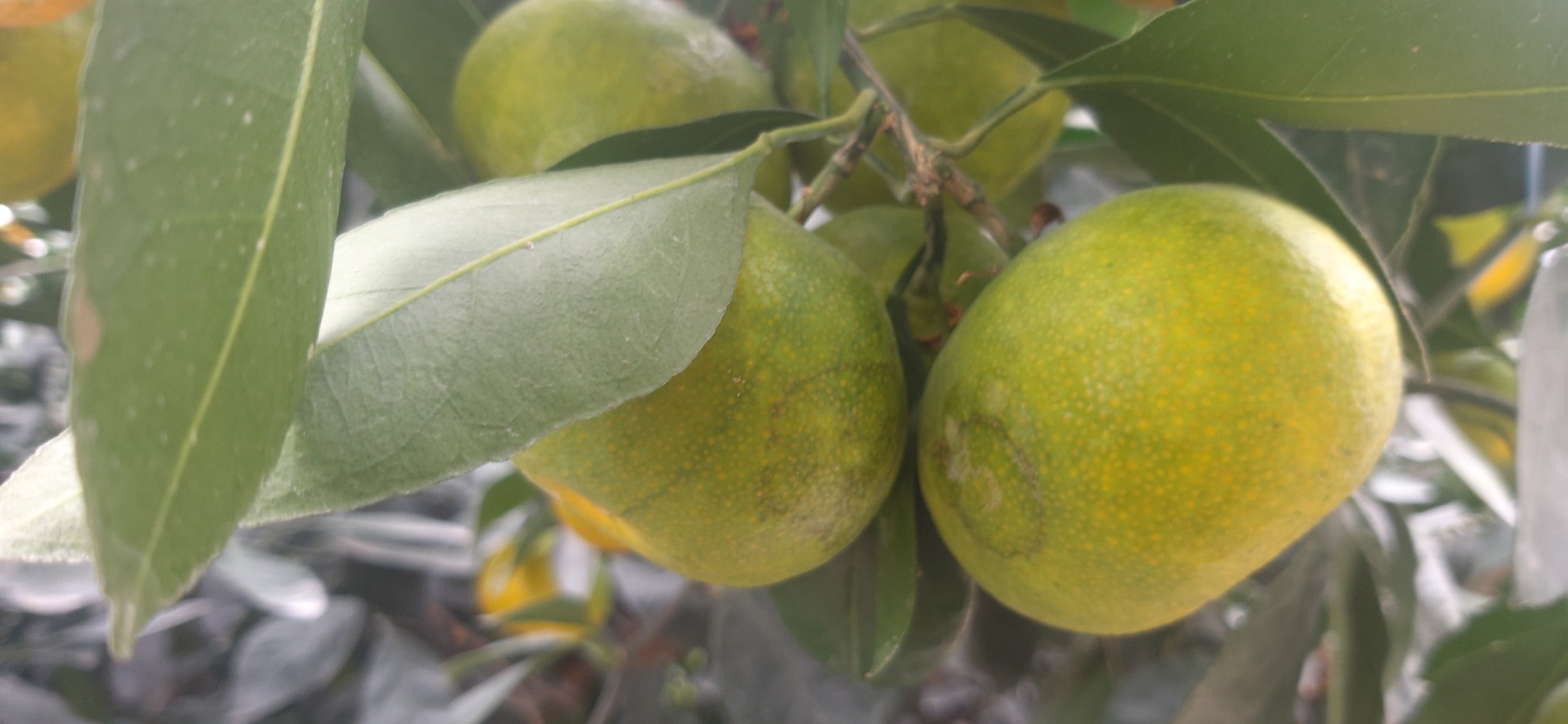 하우스 감귤 재배 상태 확인 부탁드립니다.