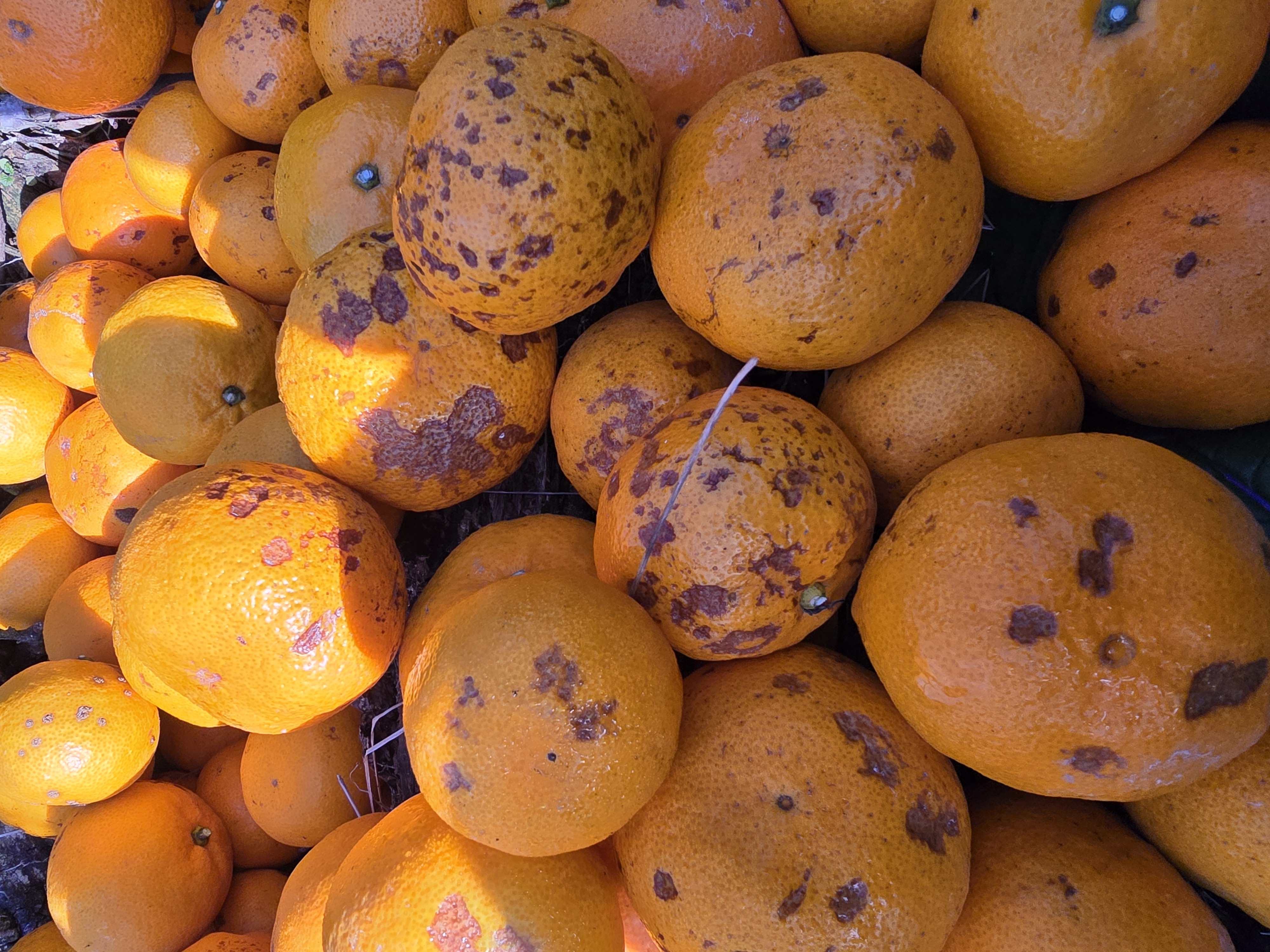 감귤병해충관하여