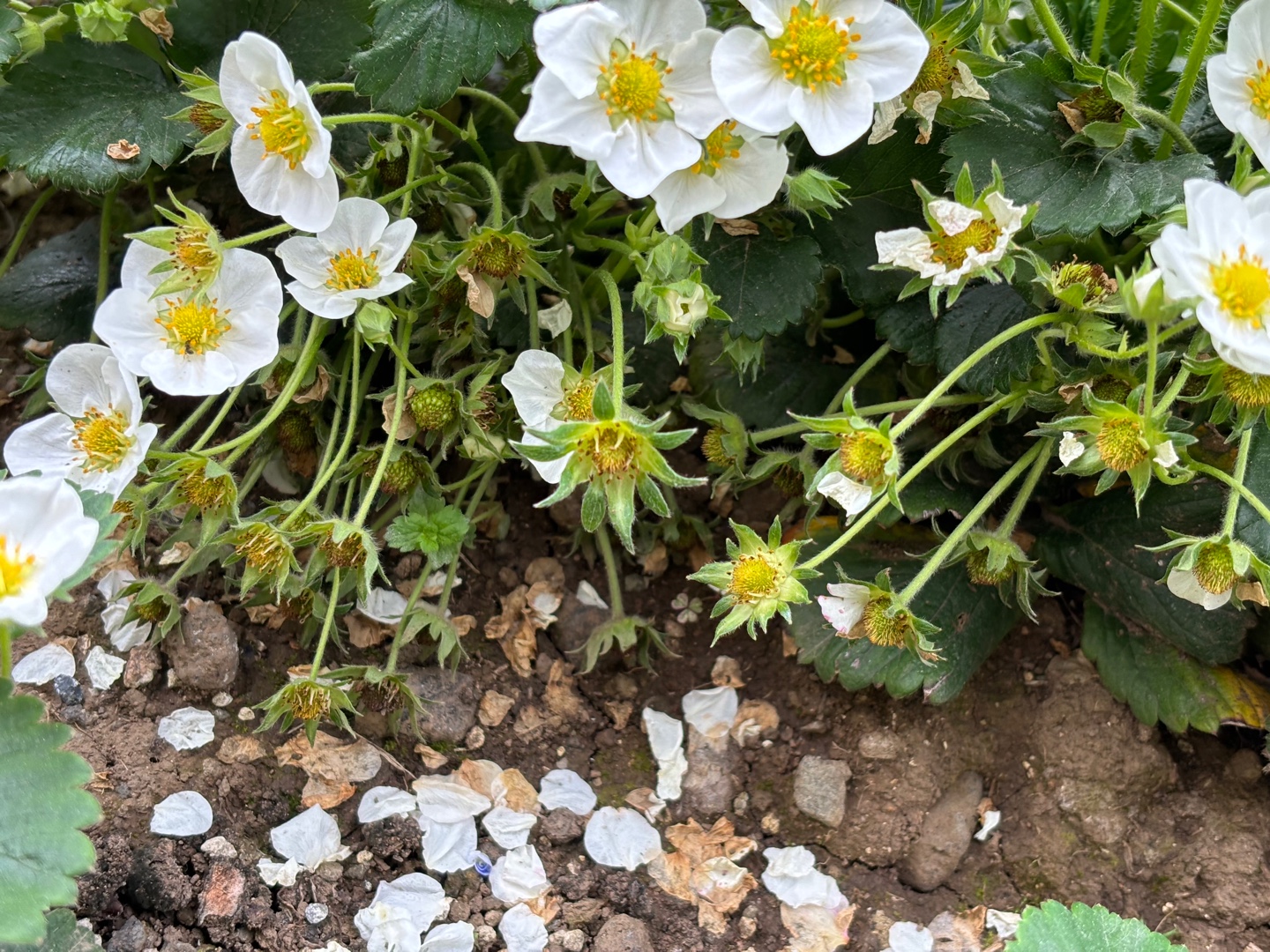 텃밭 딸기 알을 크게 키우고 싶어요