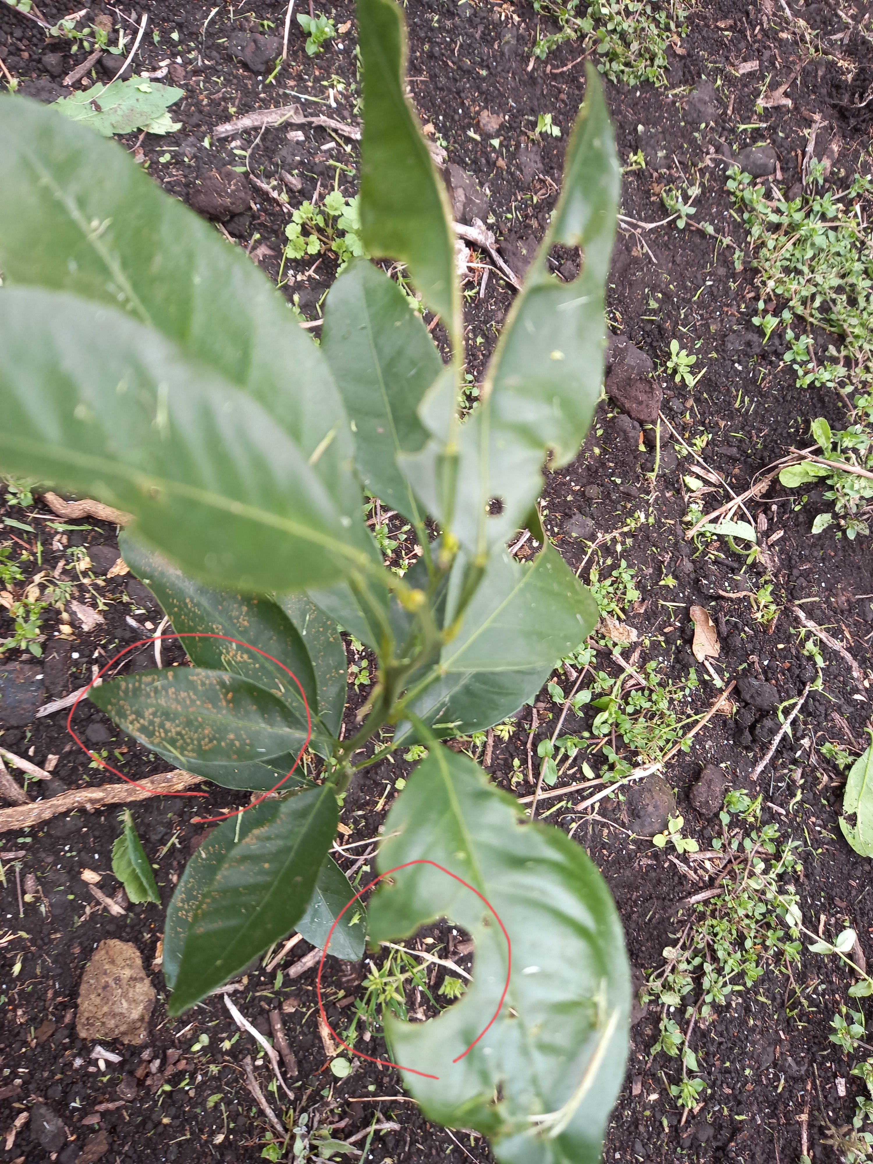 카라향 병해충 문의