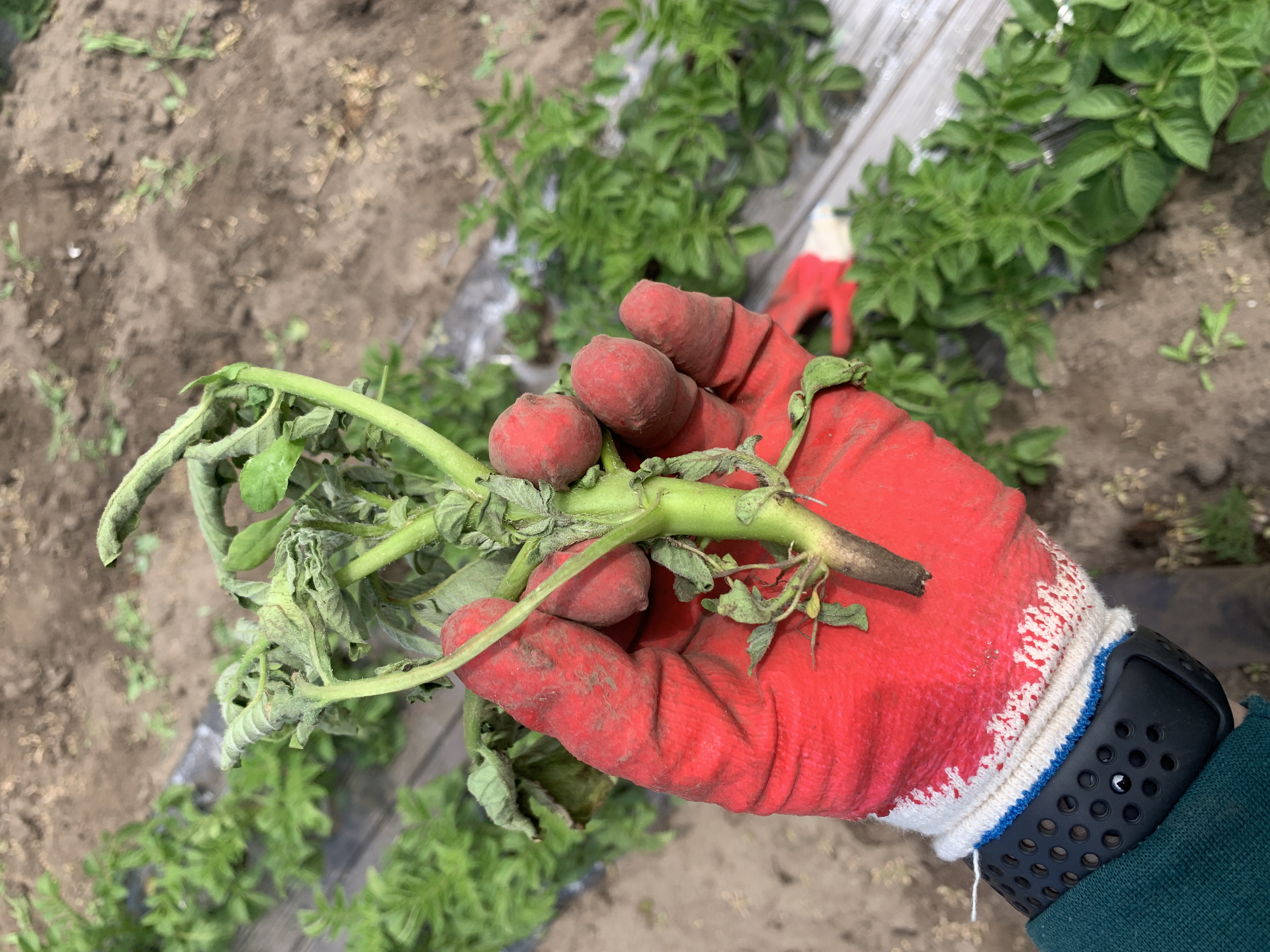 밭작물 관련 몇가지 문의글 올립니다.