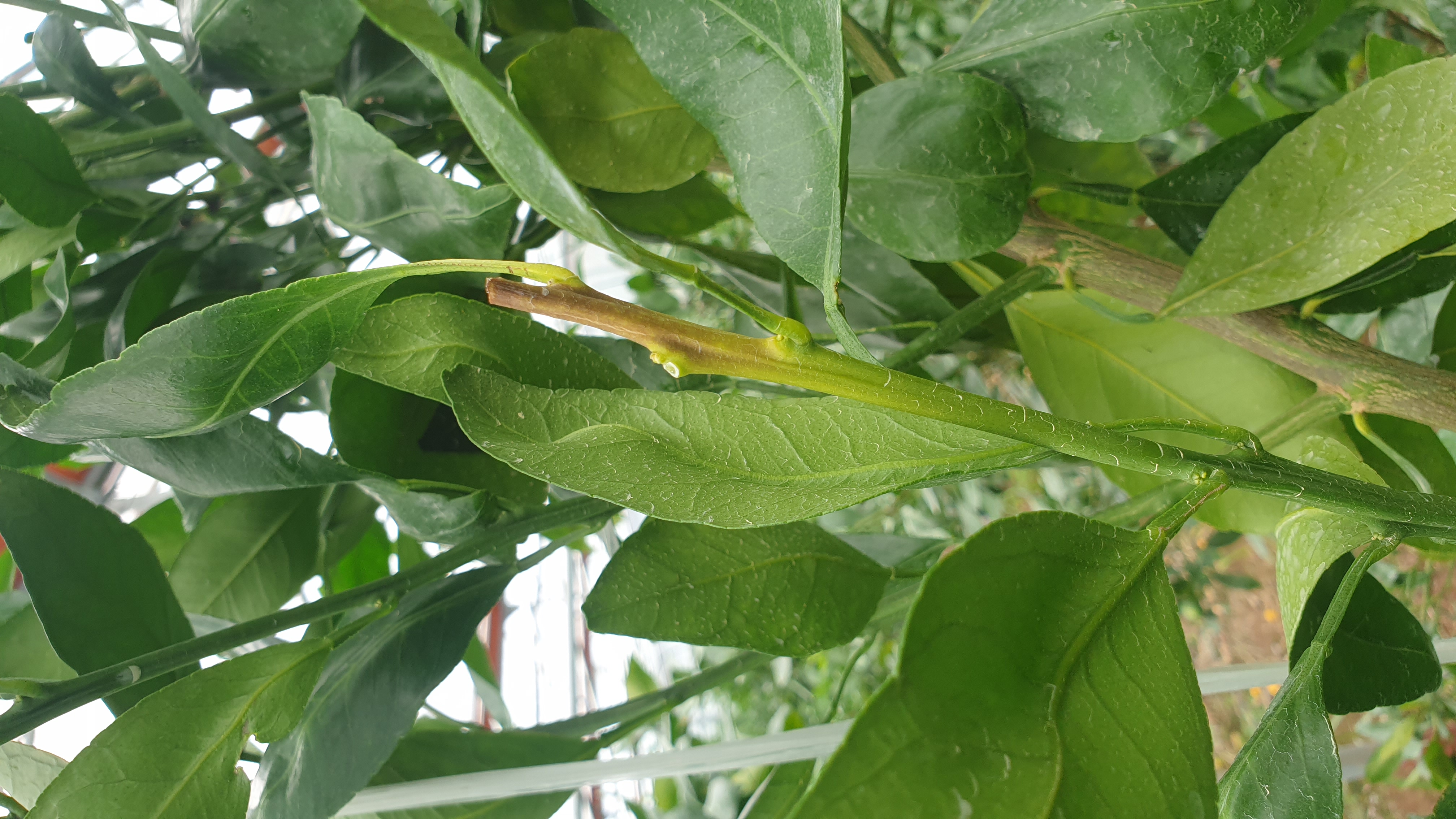 레드향 낙과 과다