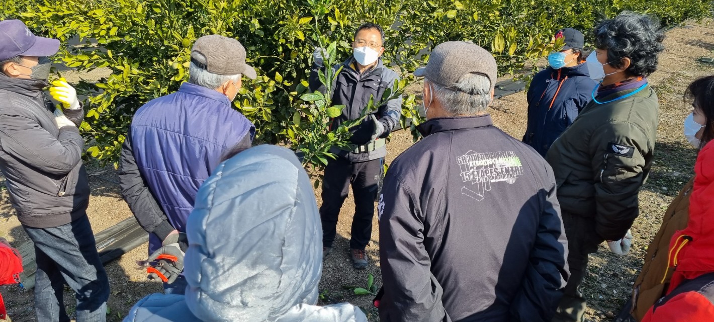 2022년 노지감귤 정지 전정교육