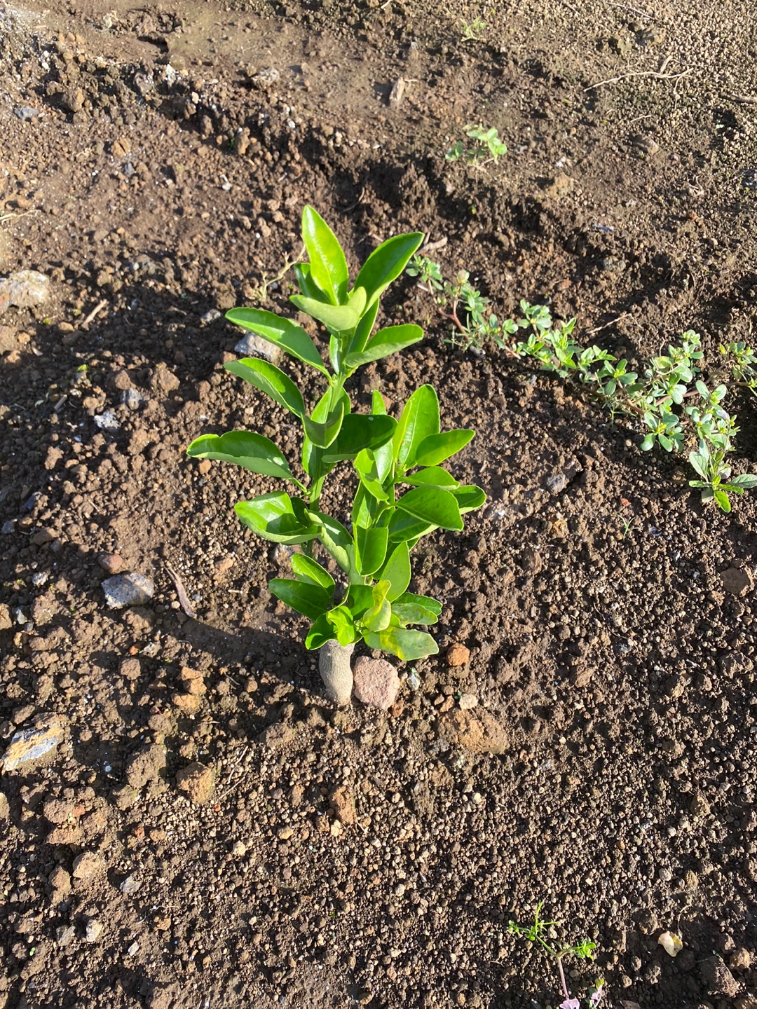 천혜향 나뭇잎 크기가 그루마다 다른데...
