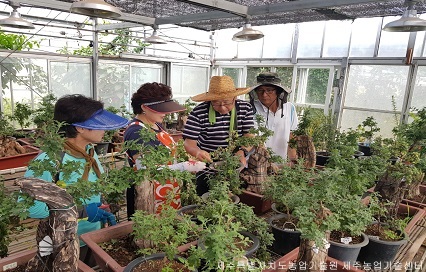 2018 국화분재실습 기초과정 교육