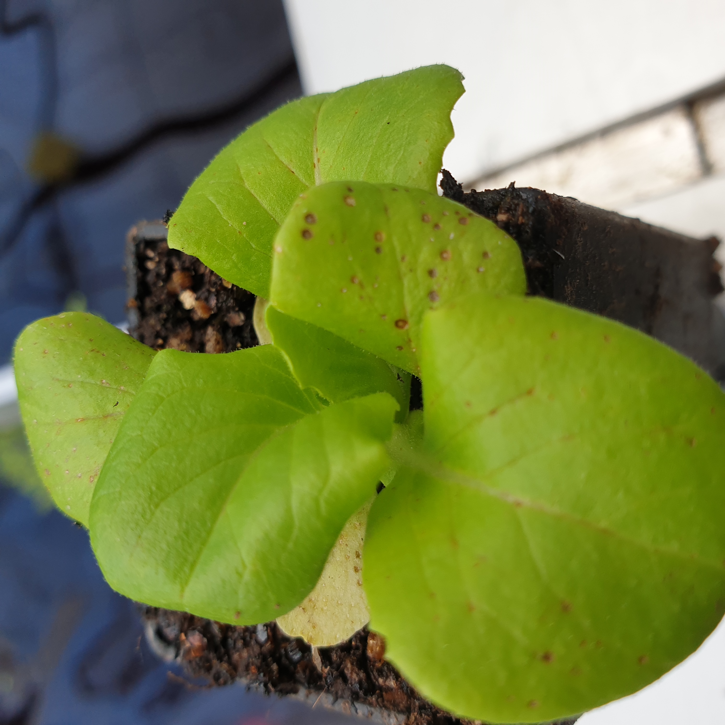 테미라 종자 잎관련 문의