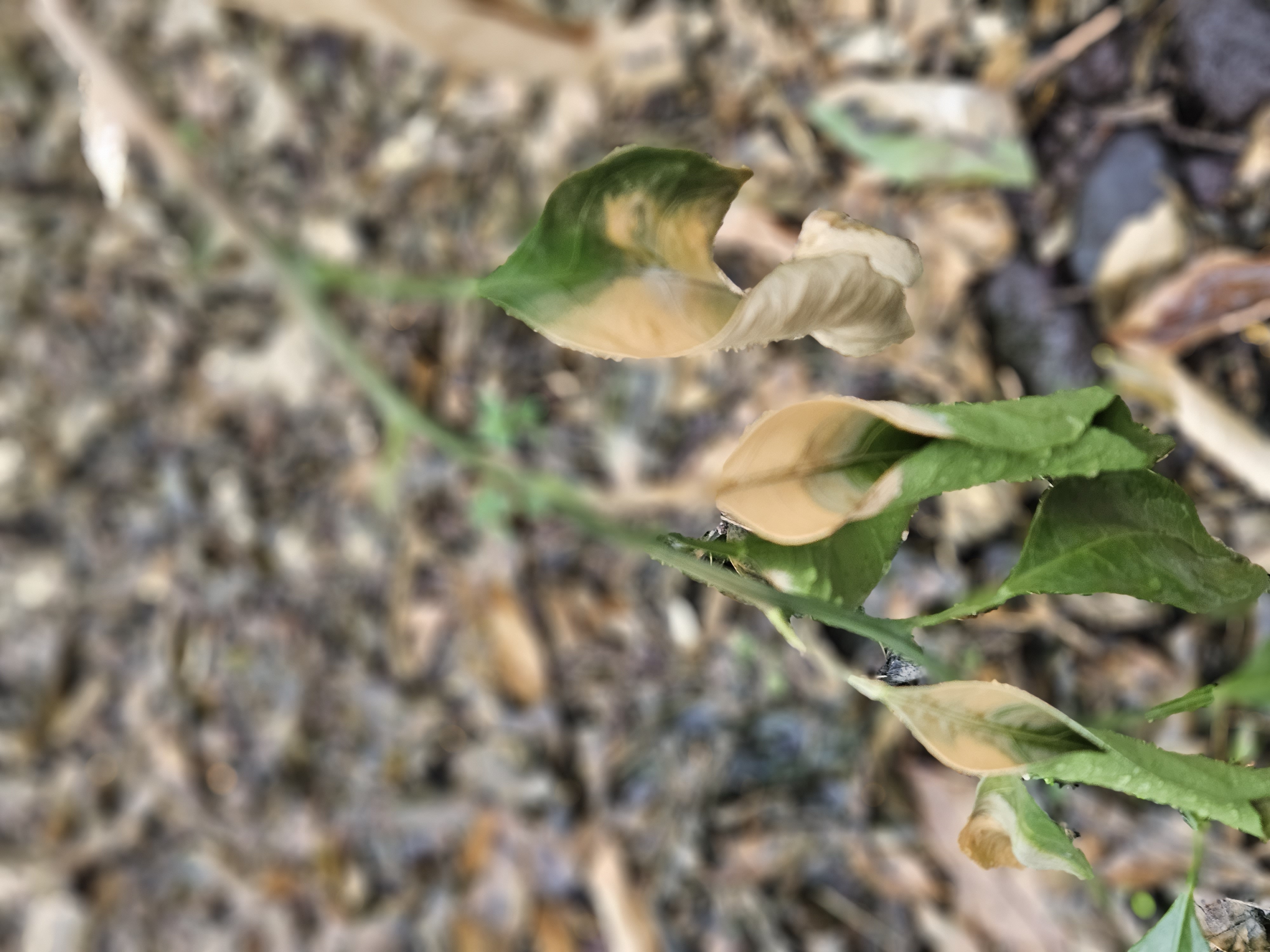 비가림하우스, 잎이 노랗게