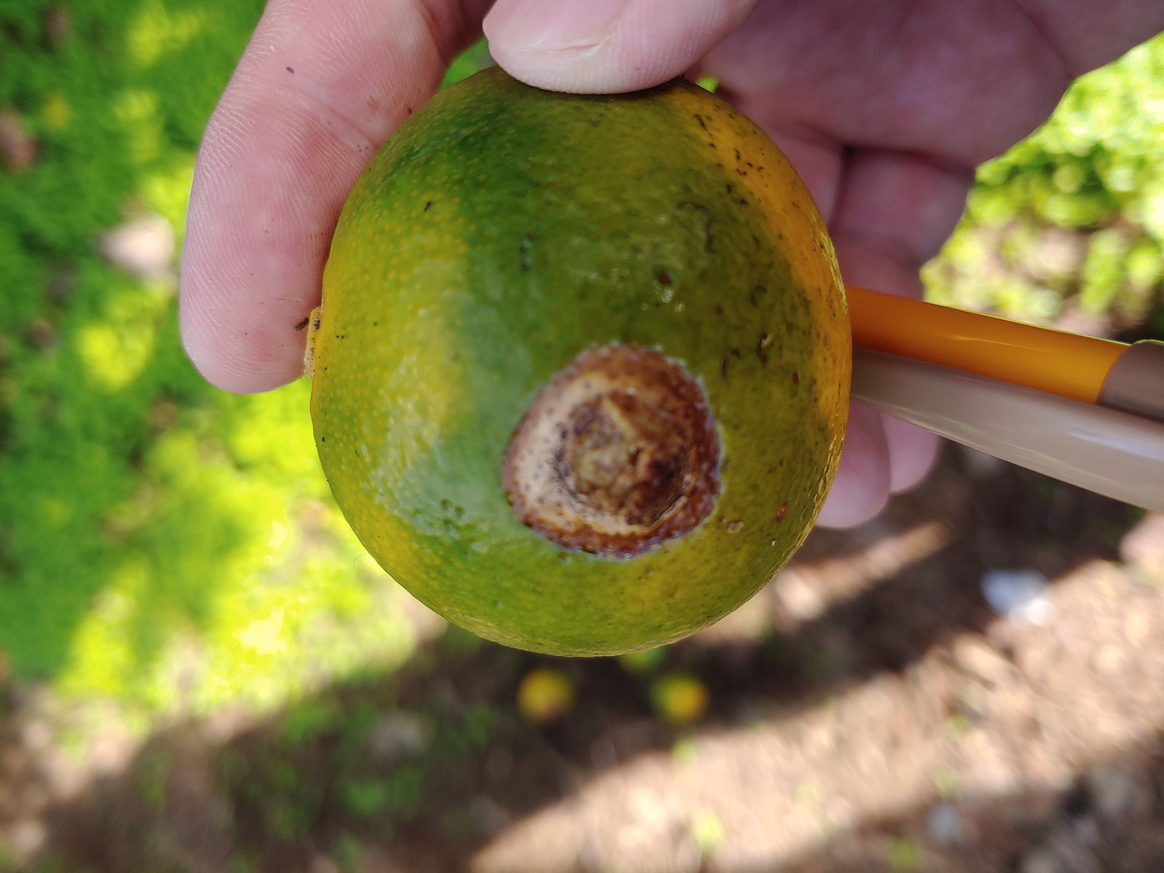 노지 밀감 피해증상 알고 싶습니다