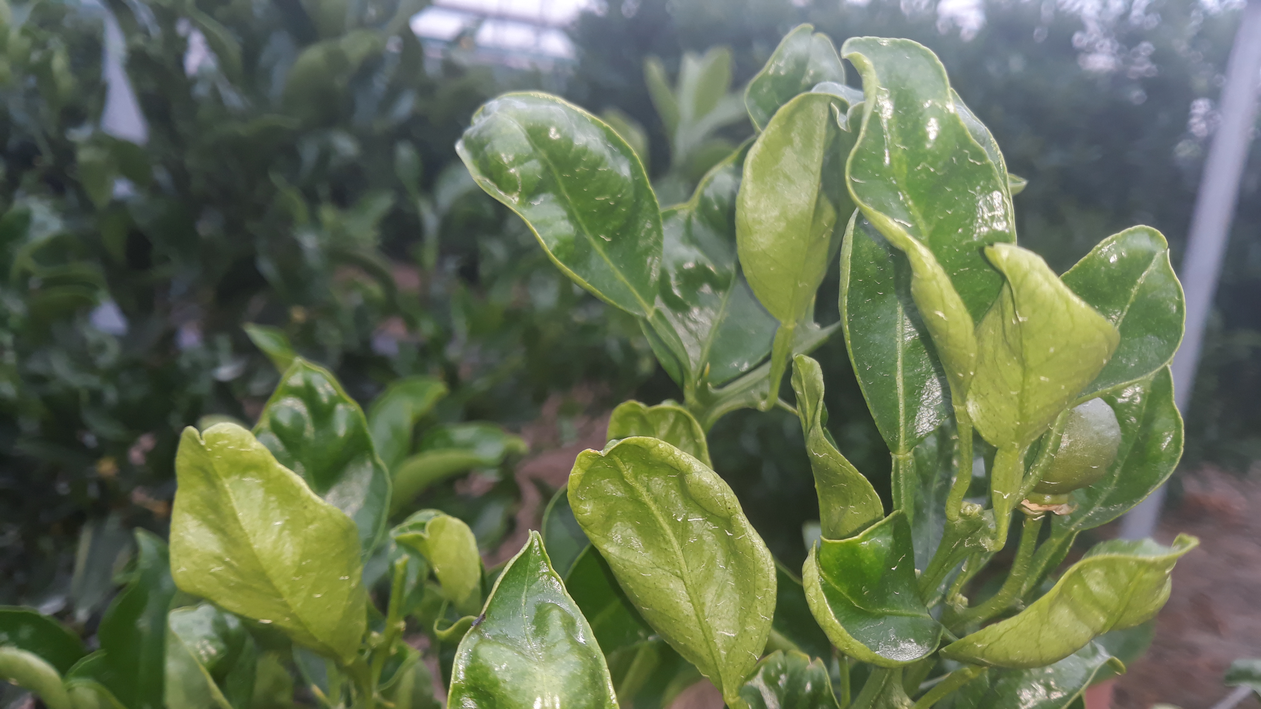 천혜향 잎이 이상해요.