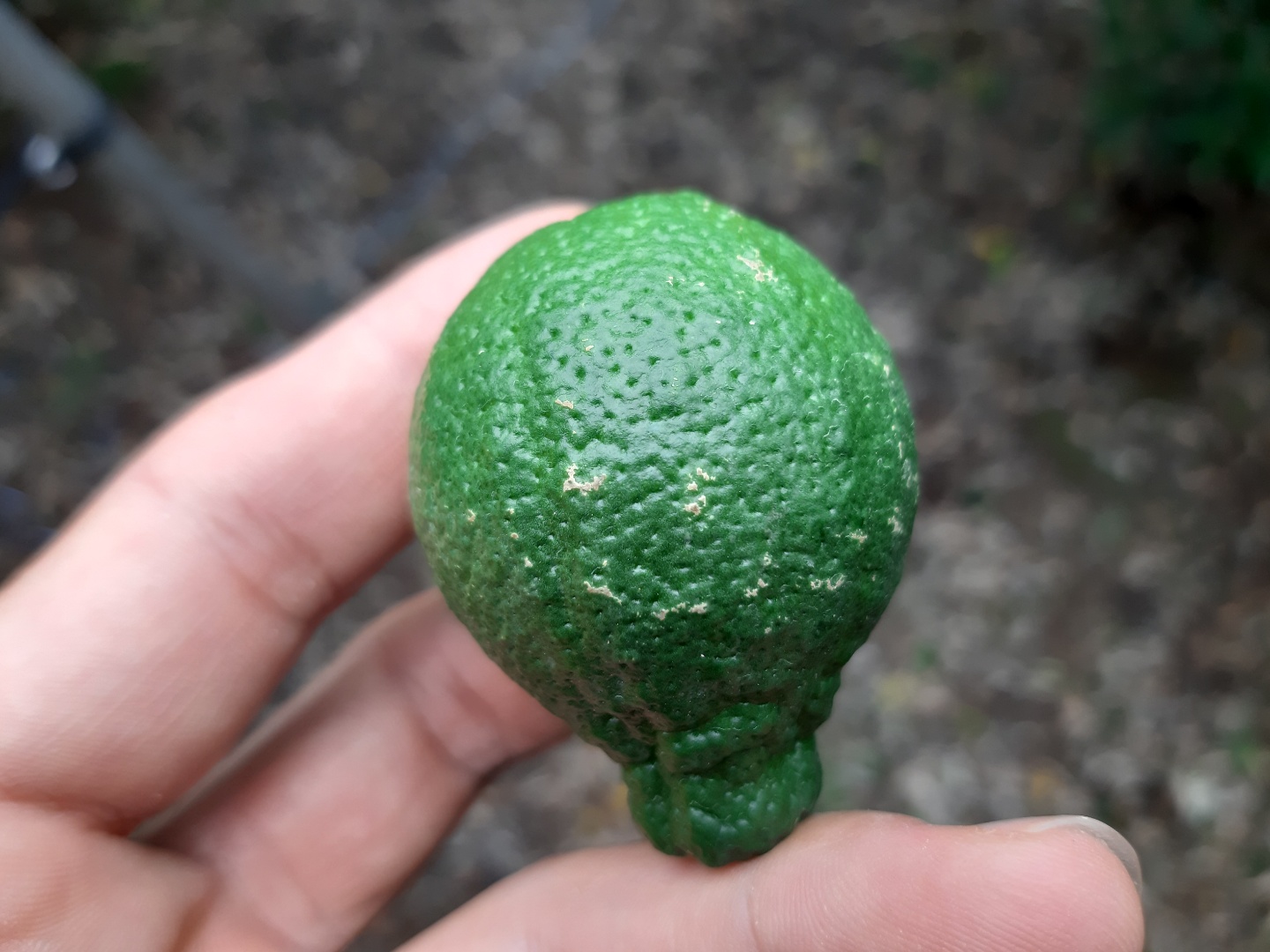 한라봉열매 증상판독요청