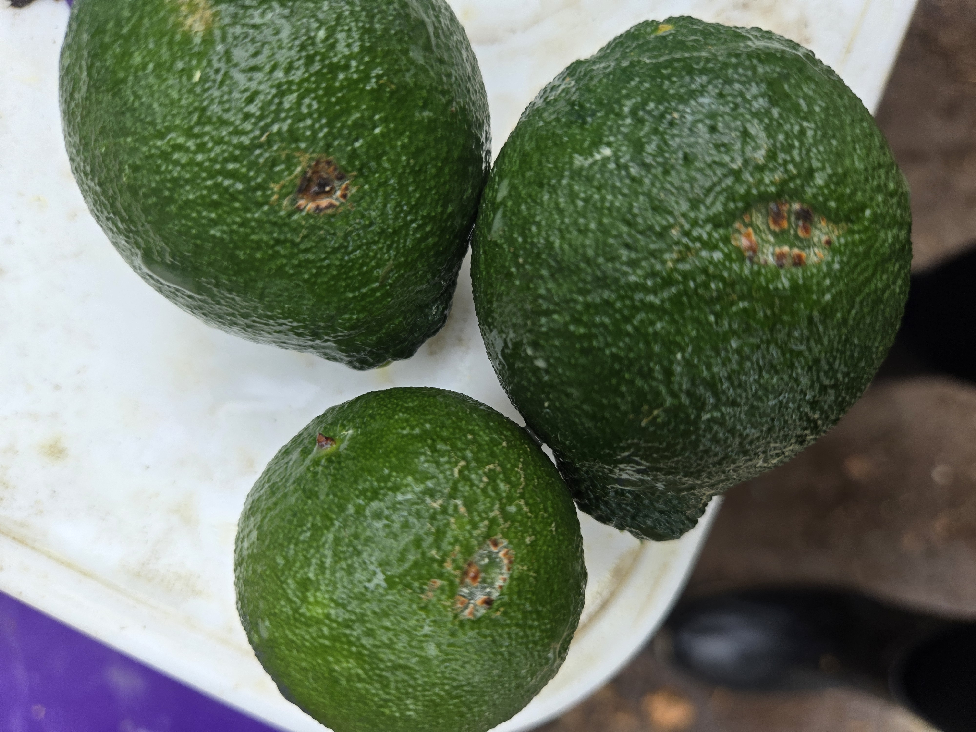 한라봉 열매 및 잎 문의