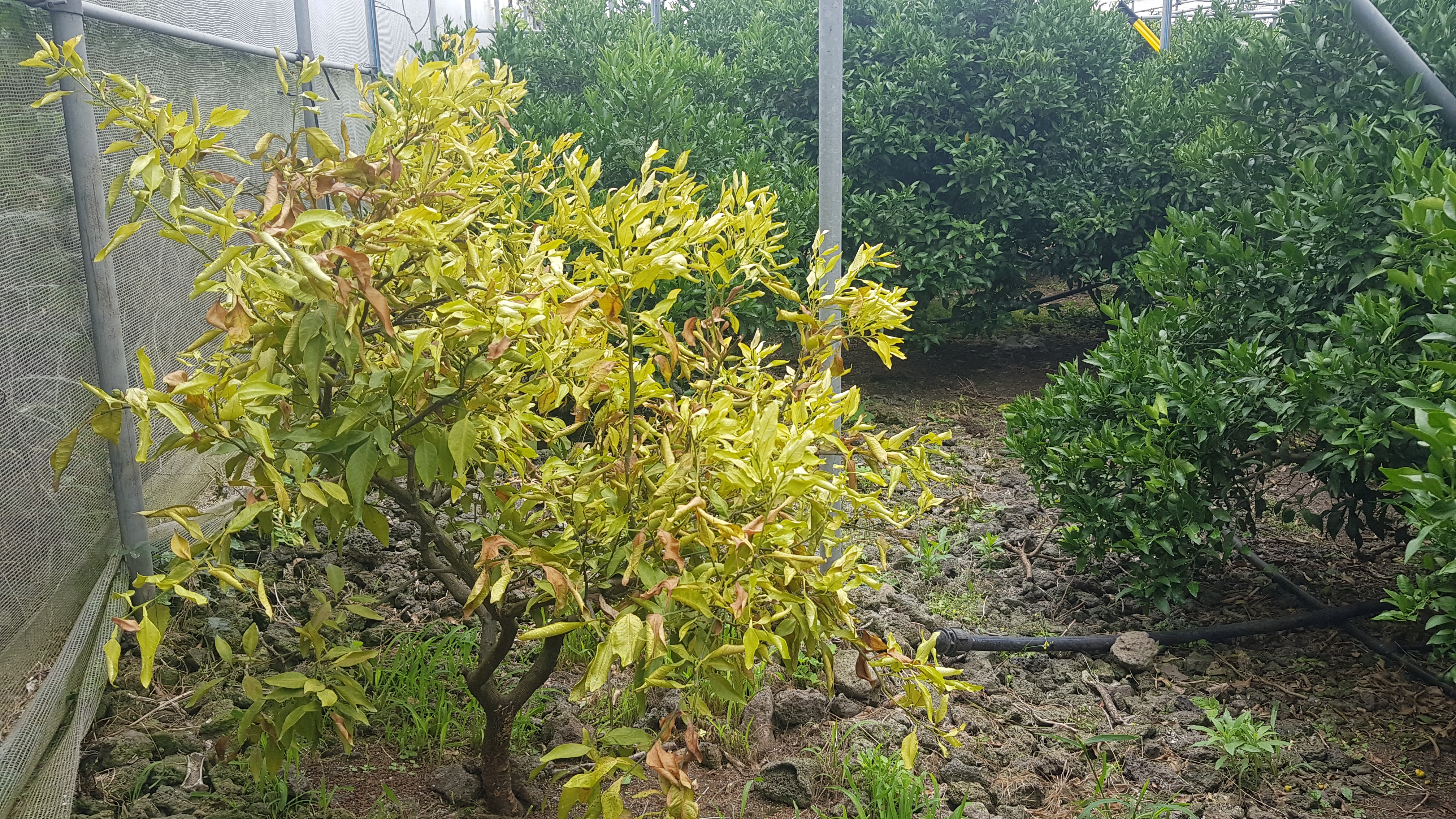 나무가 고사되고있습니다.