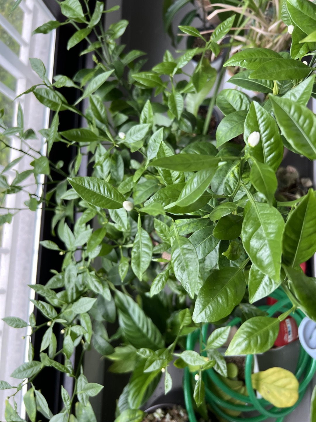 만감류 잎 상태