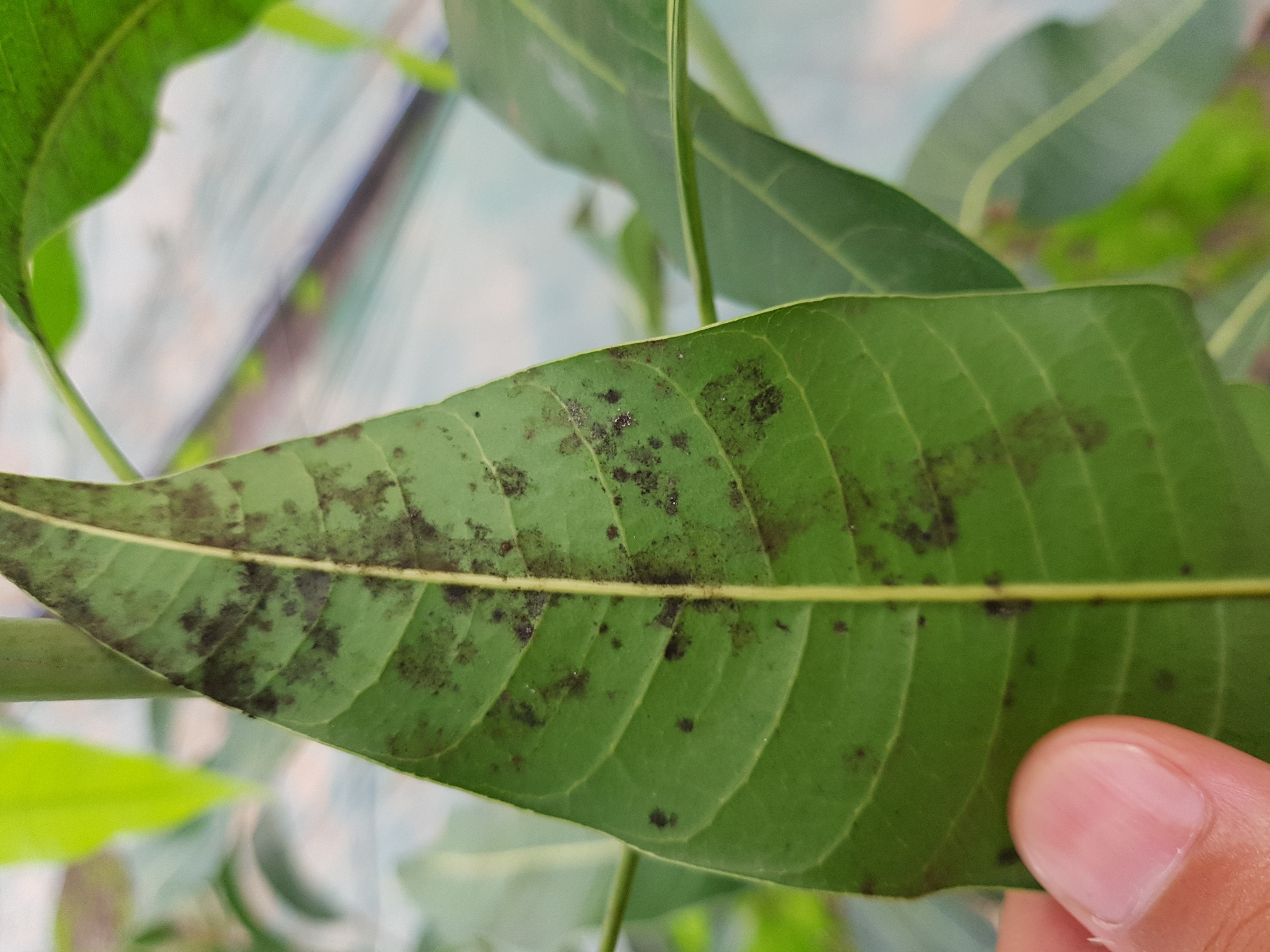 어윈망고 병해충에 대해서 문의 드려요