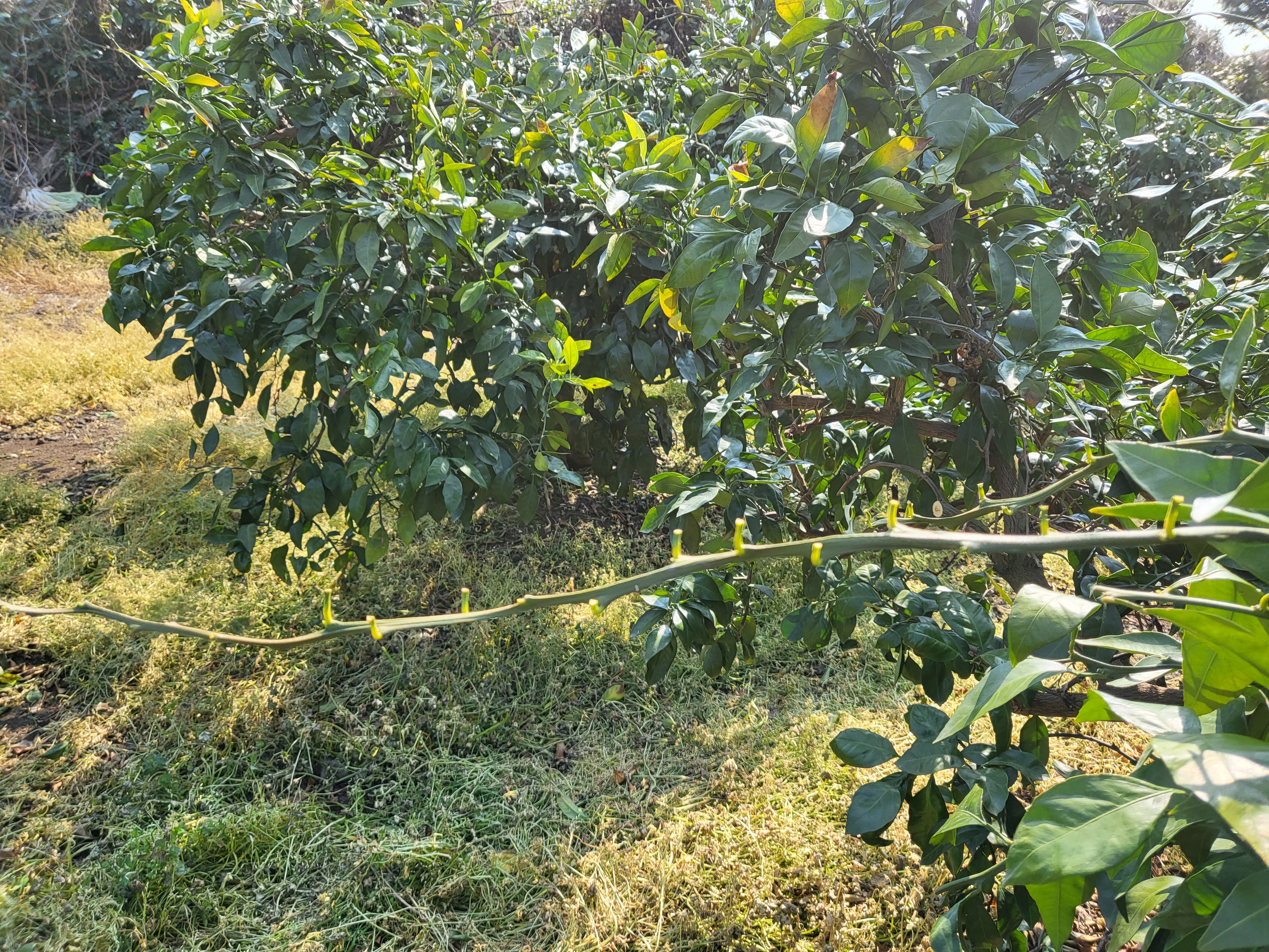 노지감귤 가지 관련