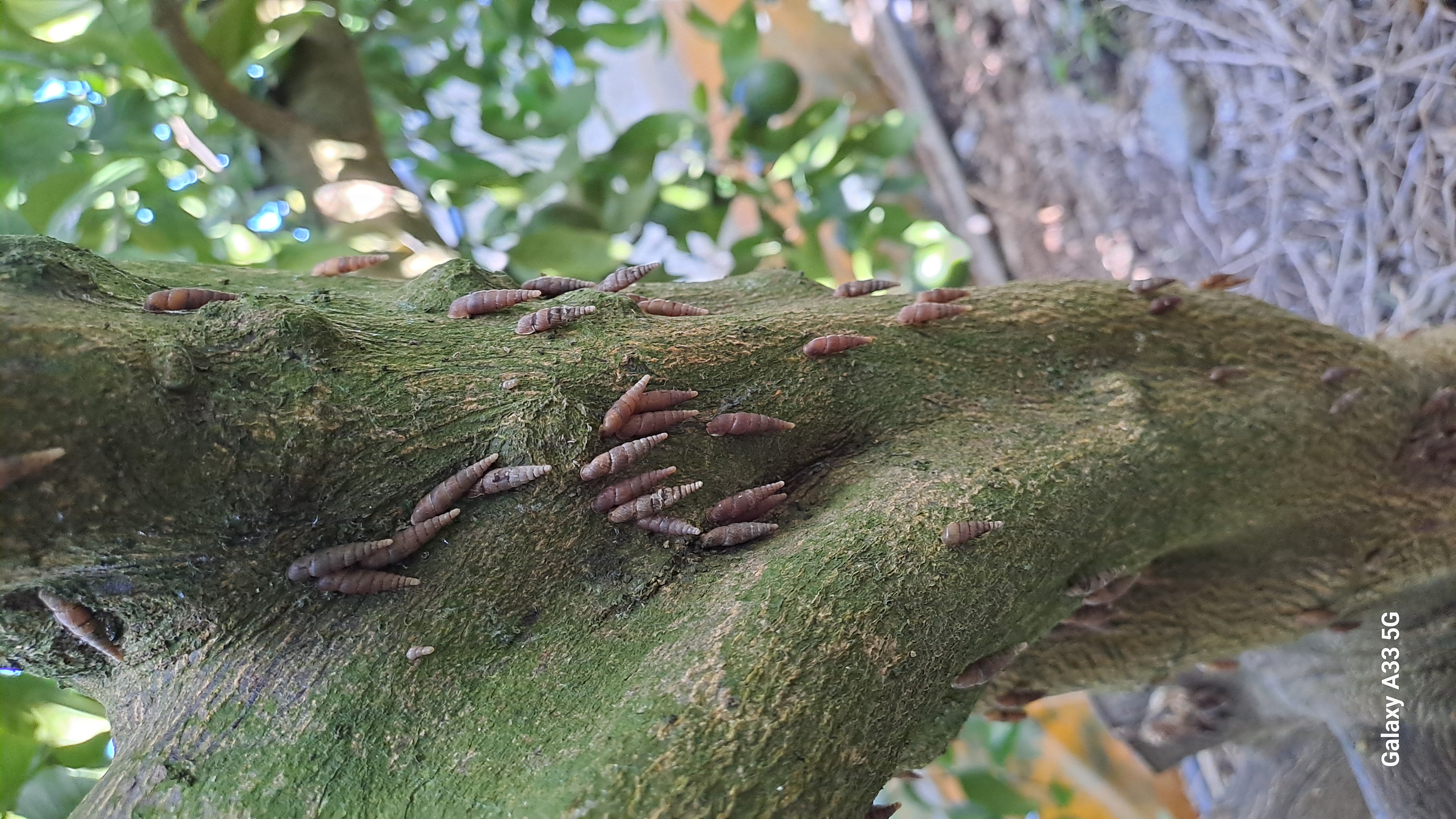 한라봉나무의 해충은?