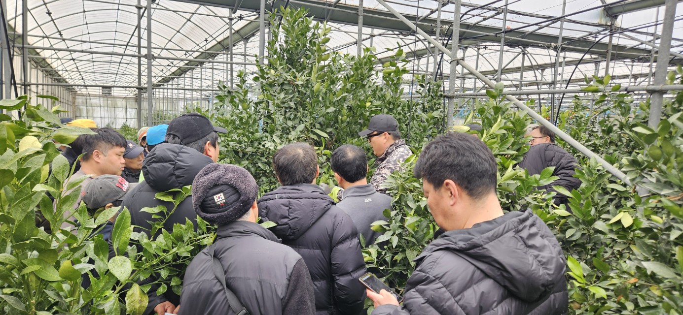 2026년 감귤류 정지.전정 기술교육 추진-9회차