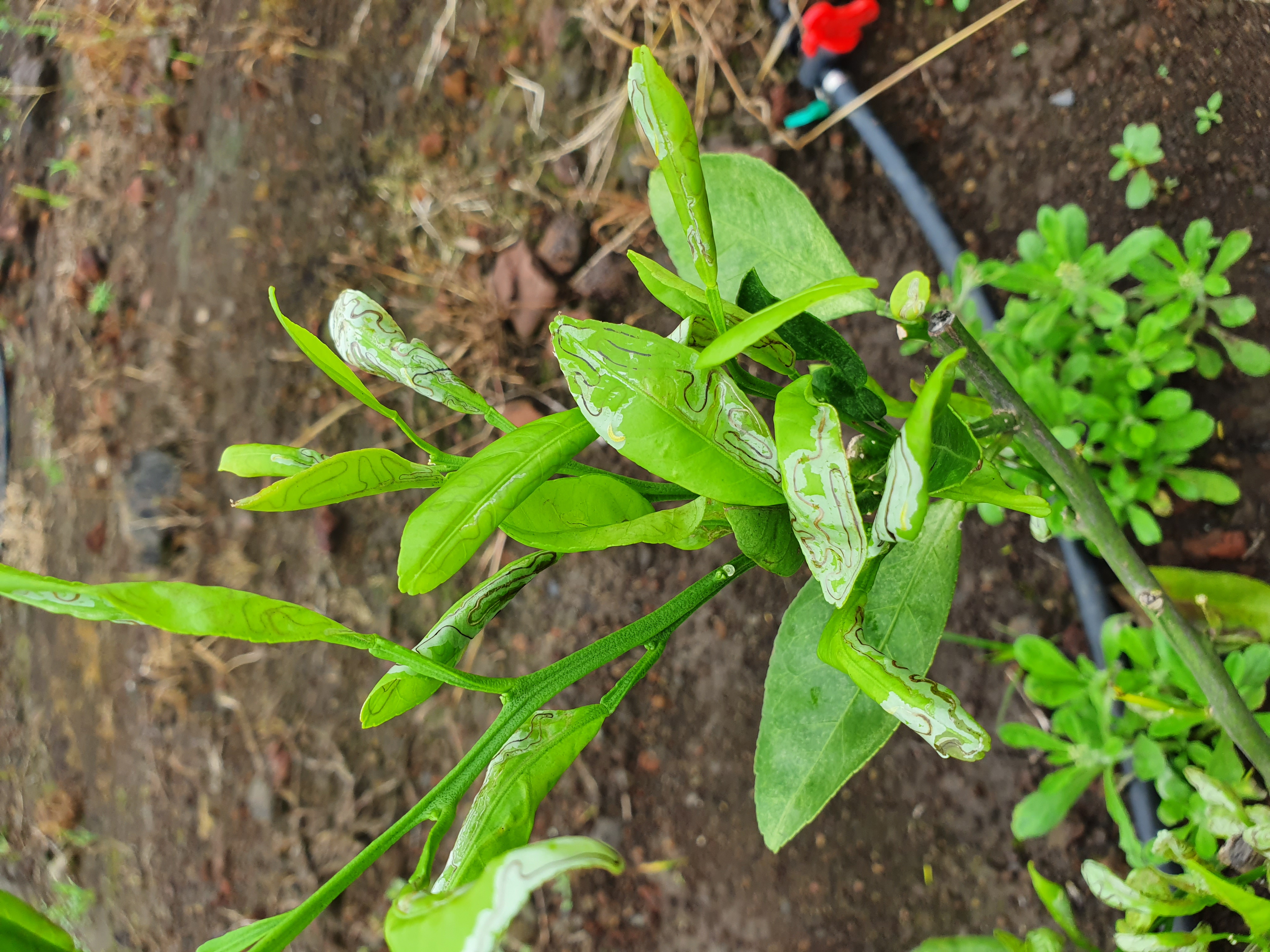 귤나무 잎이 이상해요