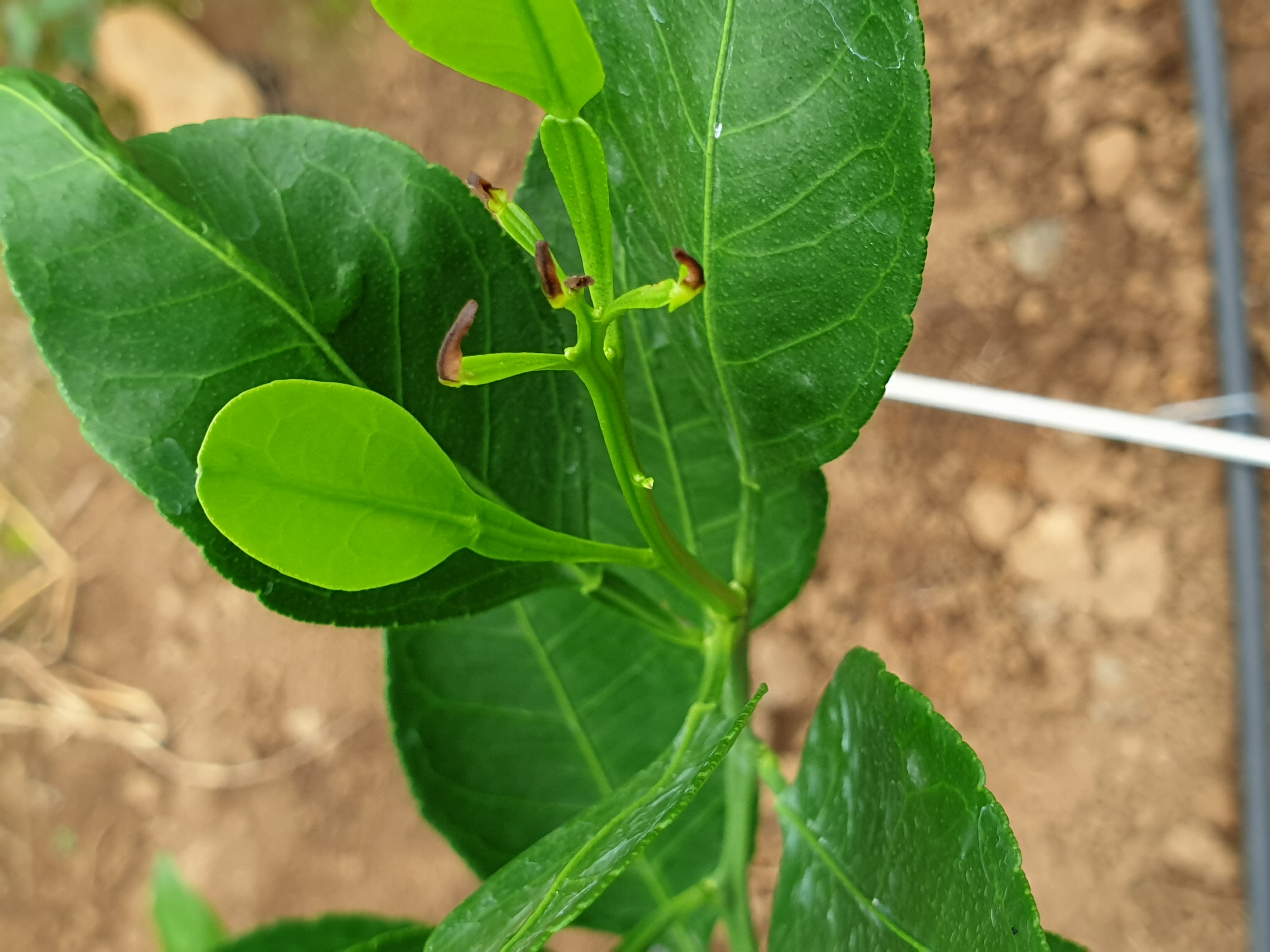 레드향 새순 끝 이상