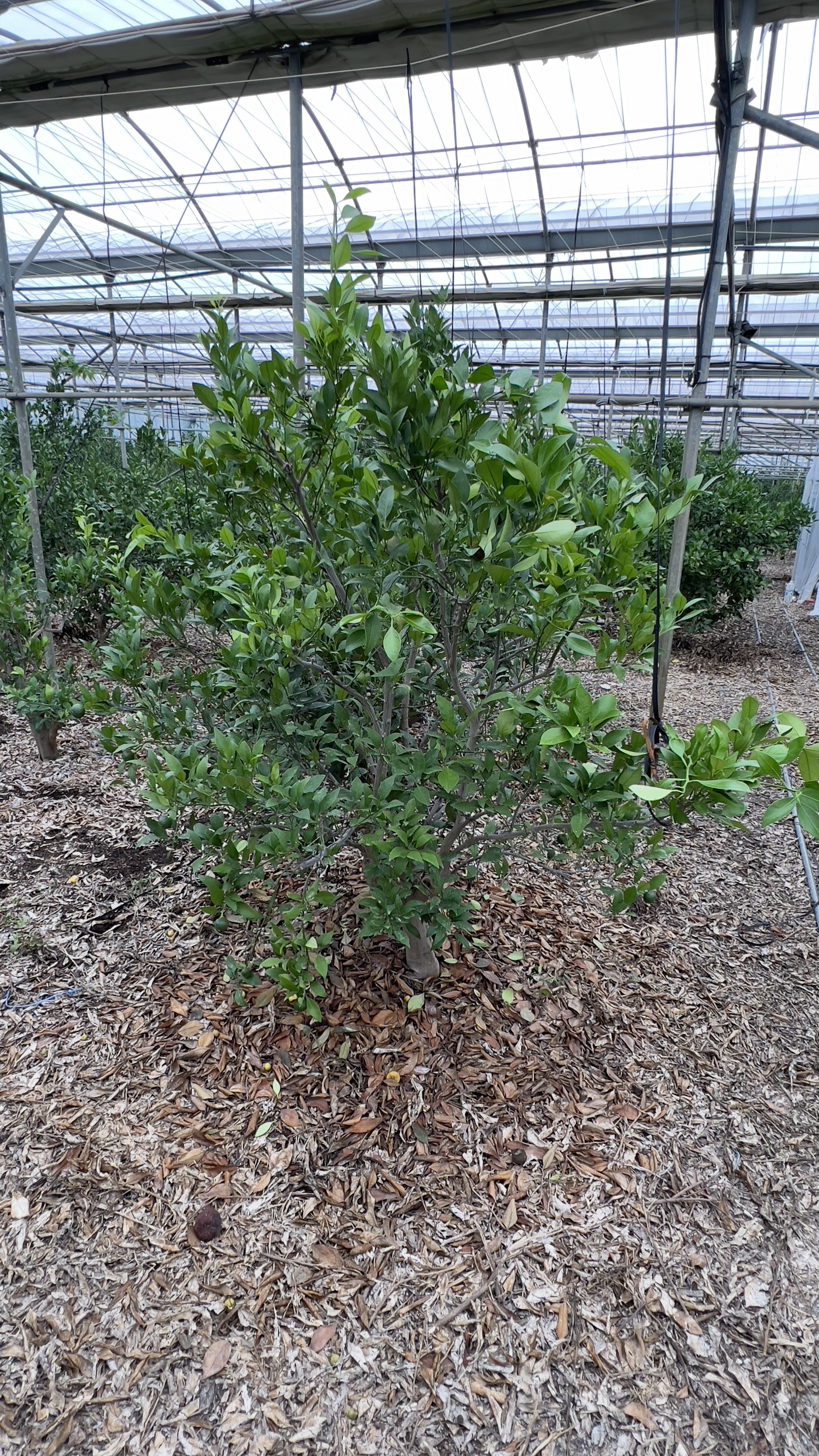 레드향(하우스)