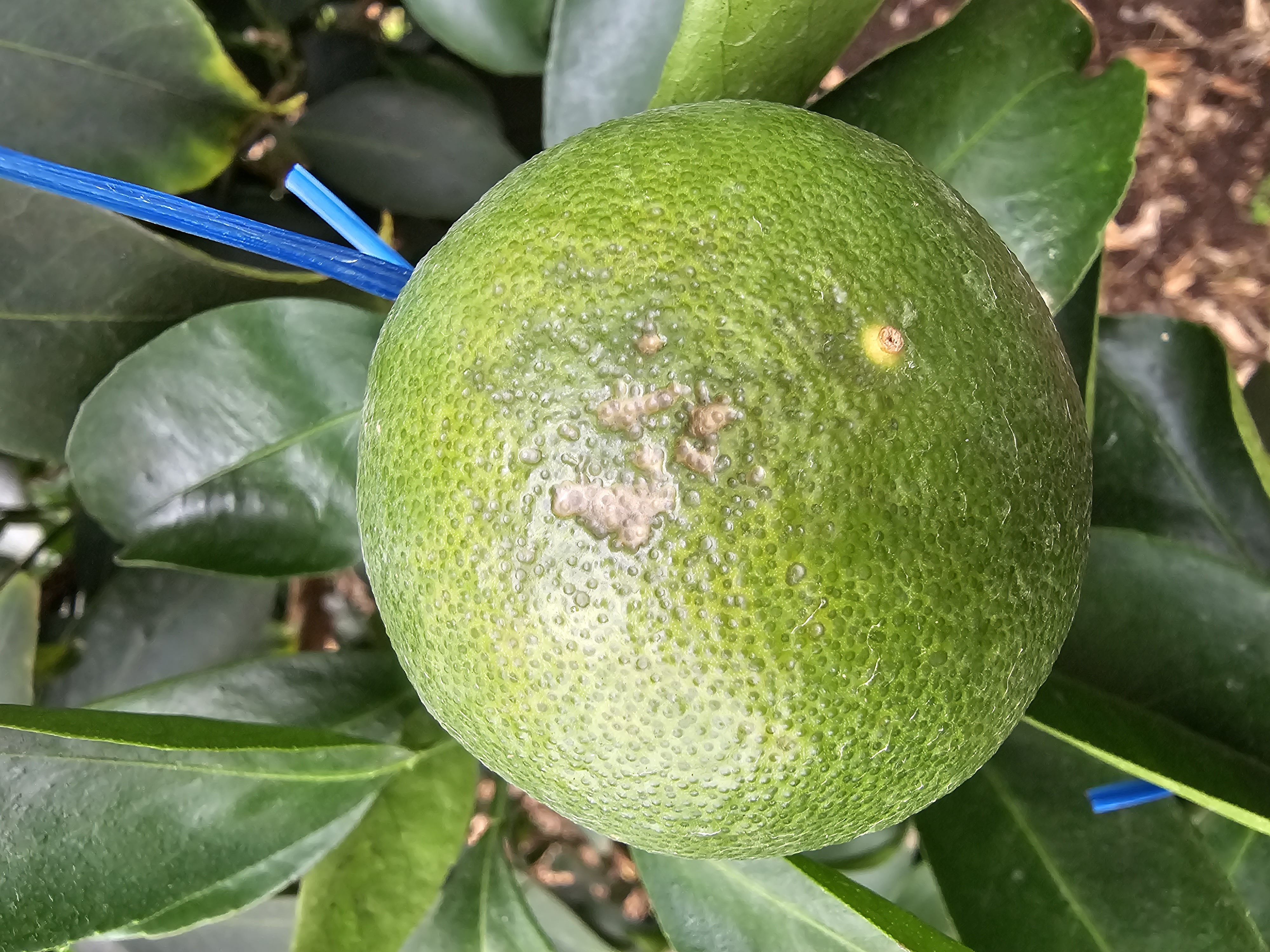 천혜향 일소피해가 맞는지 궁금합니다