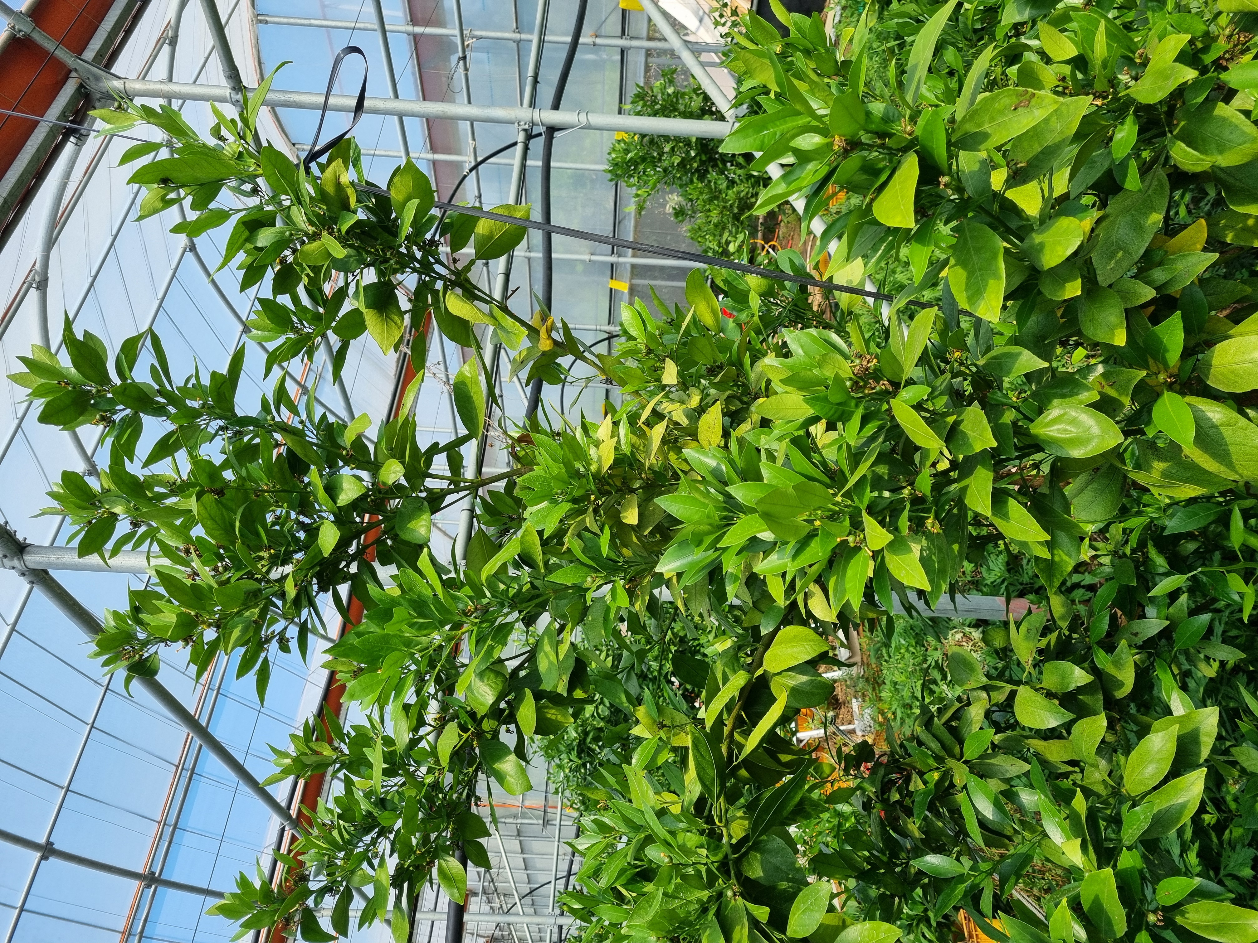 레드향 열매 솎기