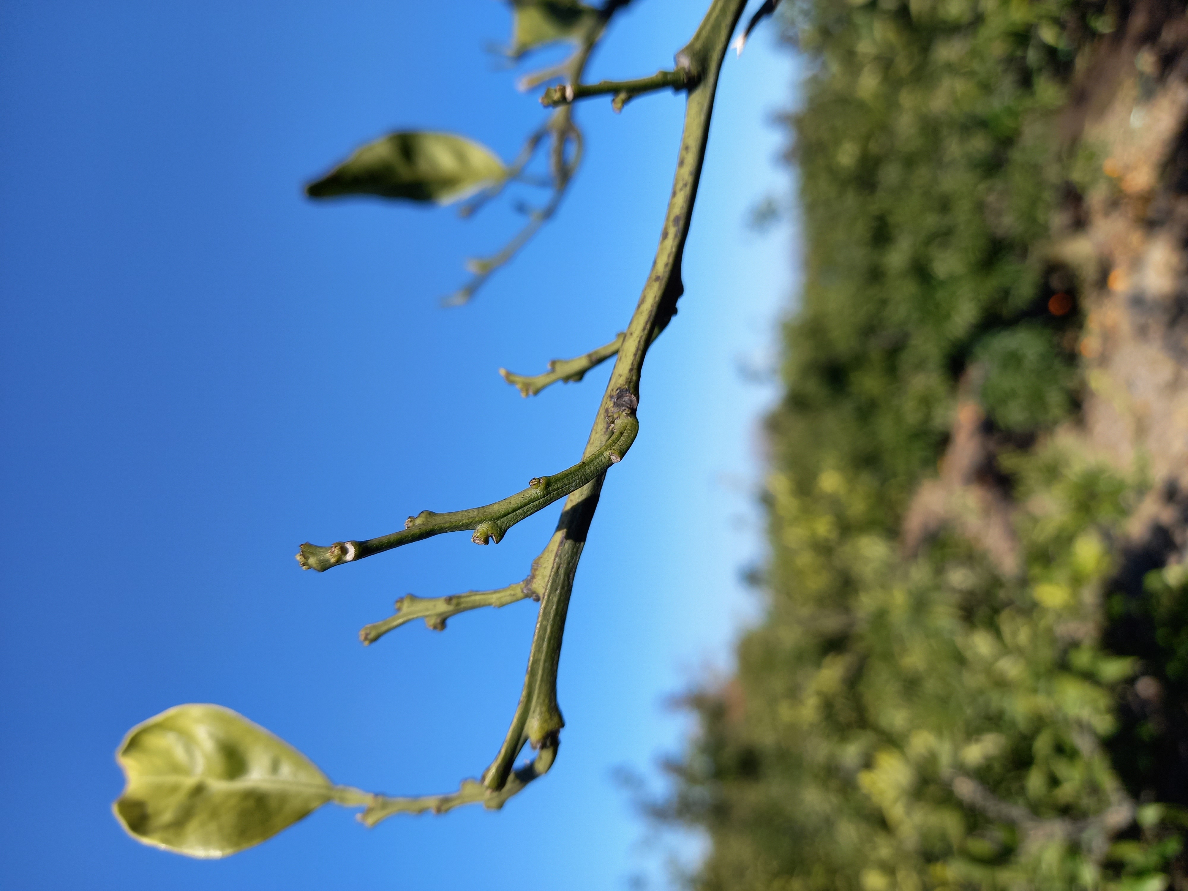 감귤나무 전정에 관해서~