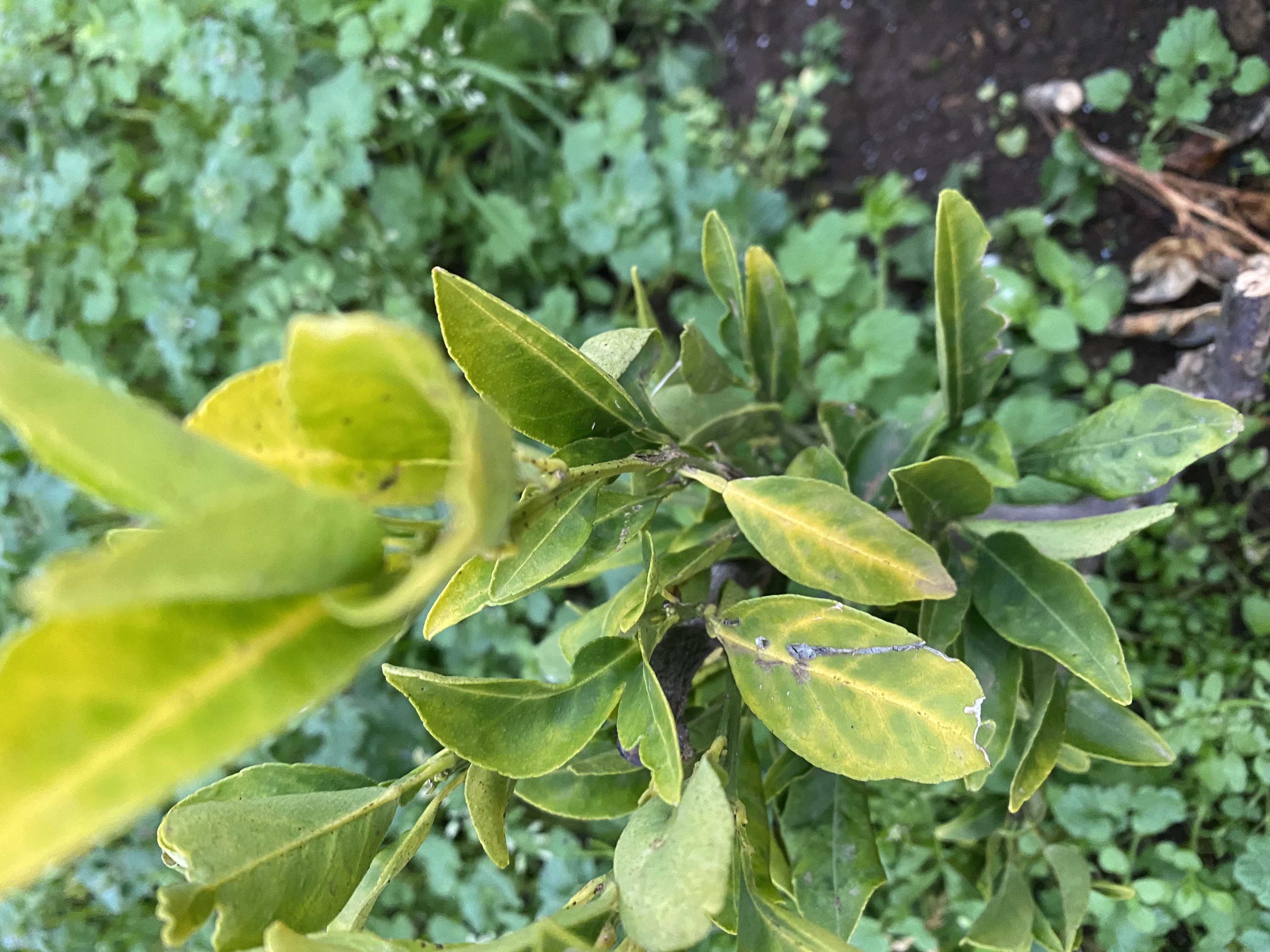 황금향 천혜향 (하우스시설완료) 이파리좀 봐주세요~