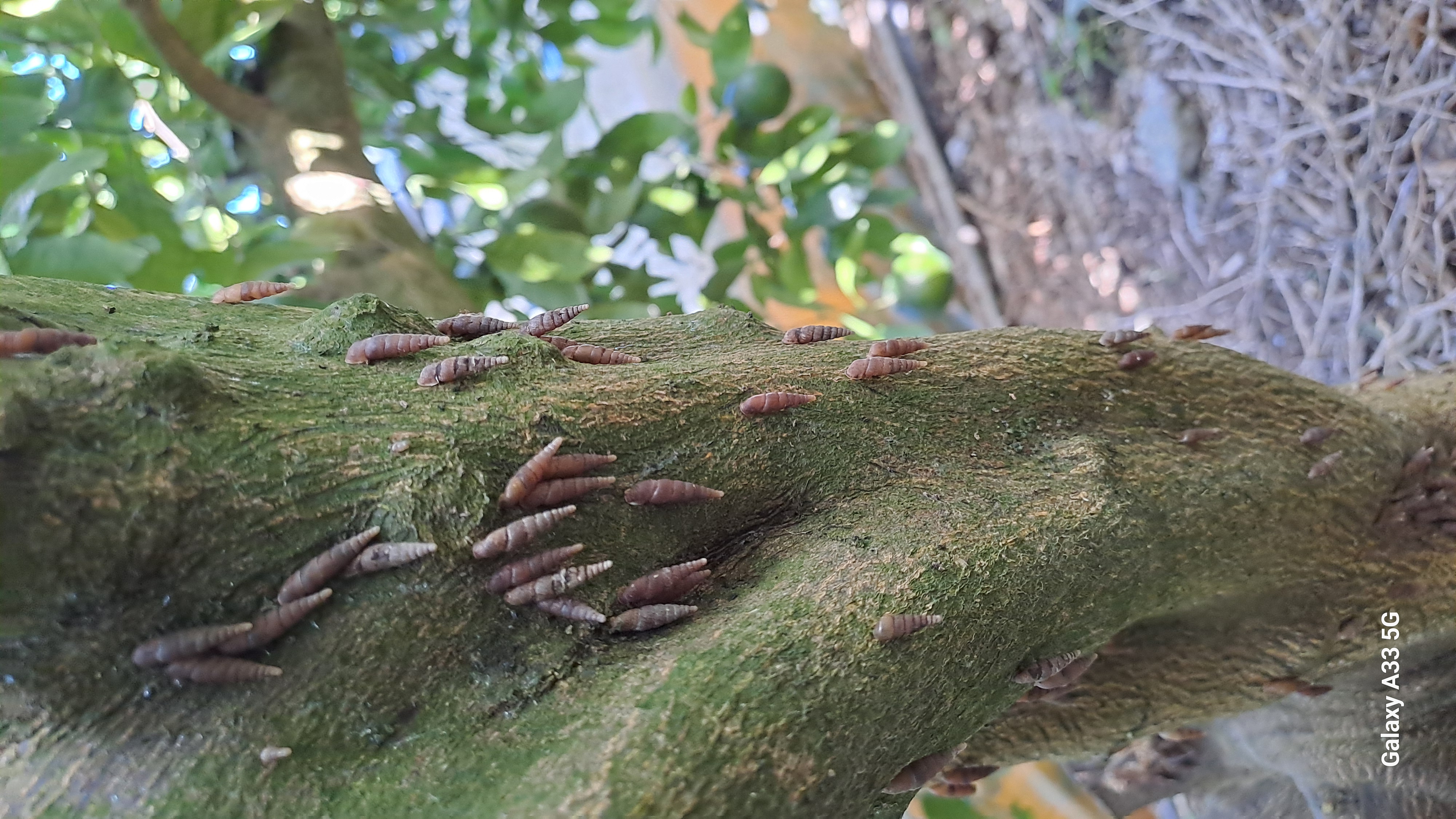 한라봉나무의 해충은?