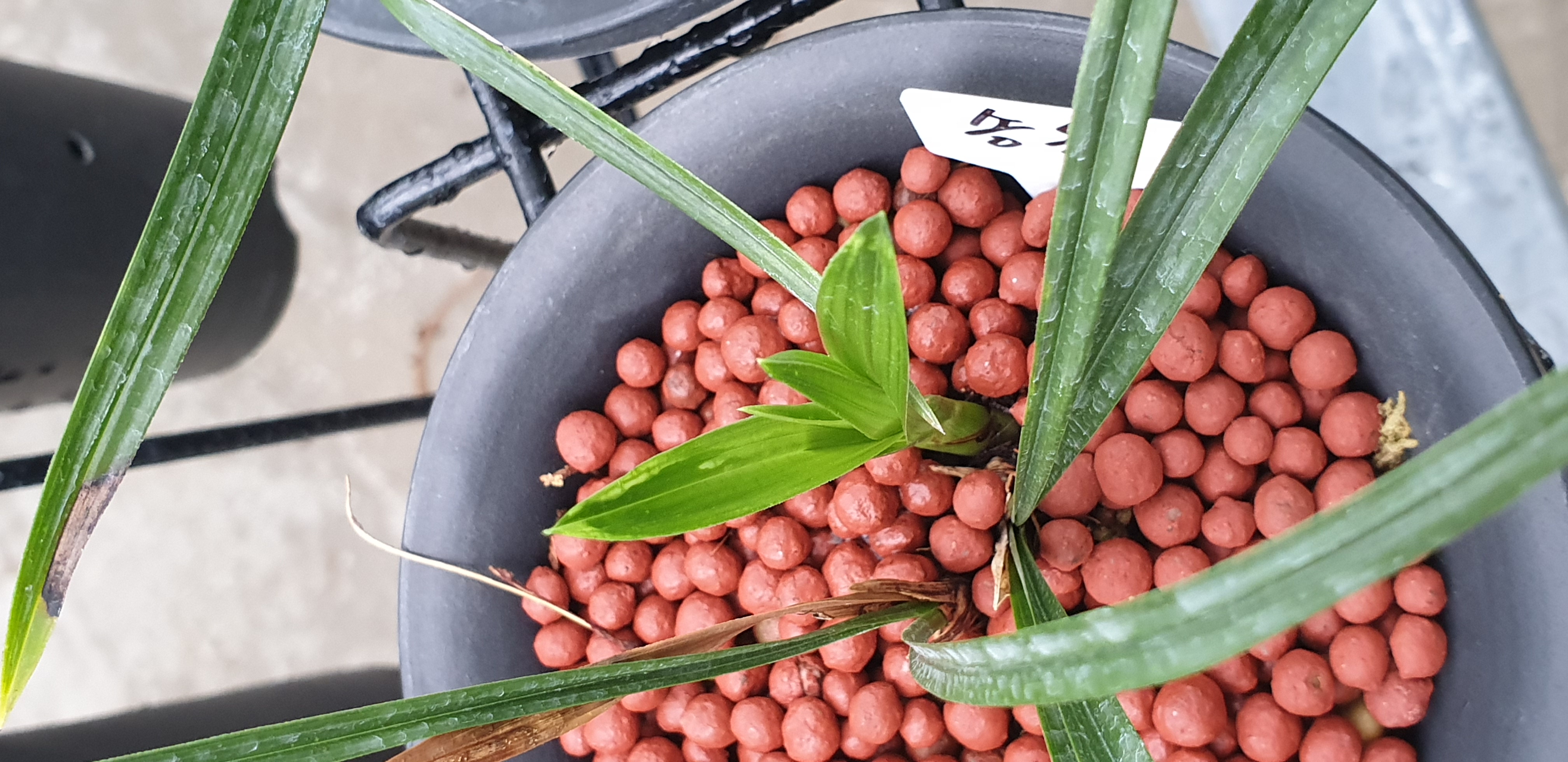 난초 바이러스인지 궁금합니다