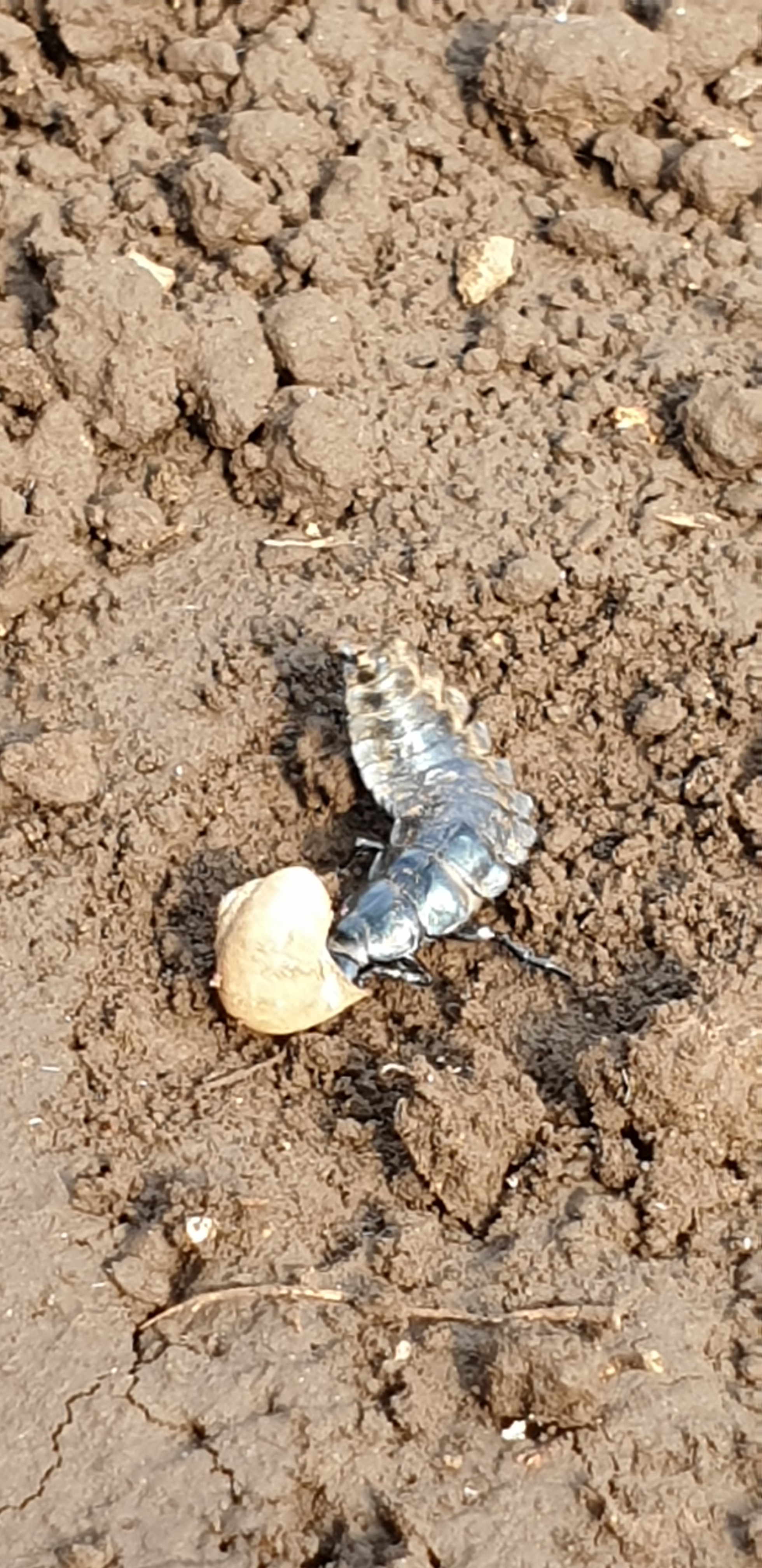 하우스(농장)내 유익한 곤충