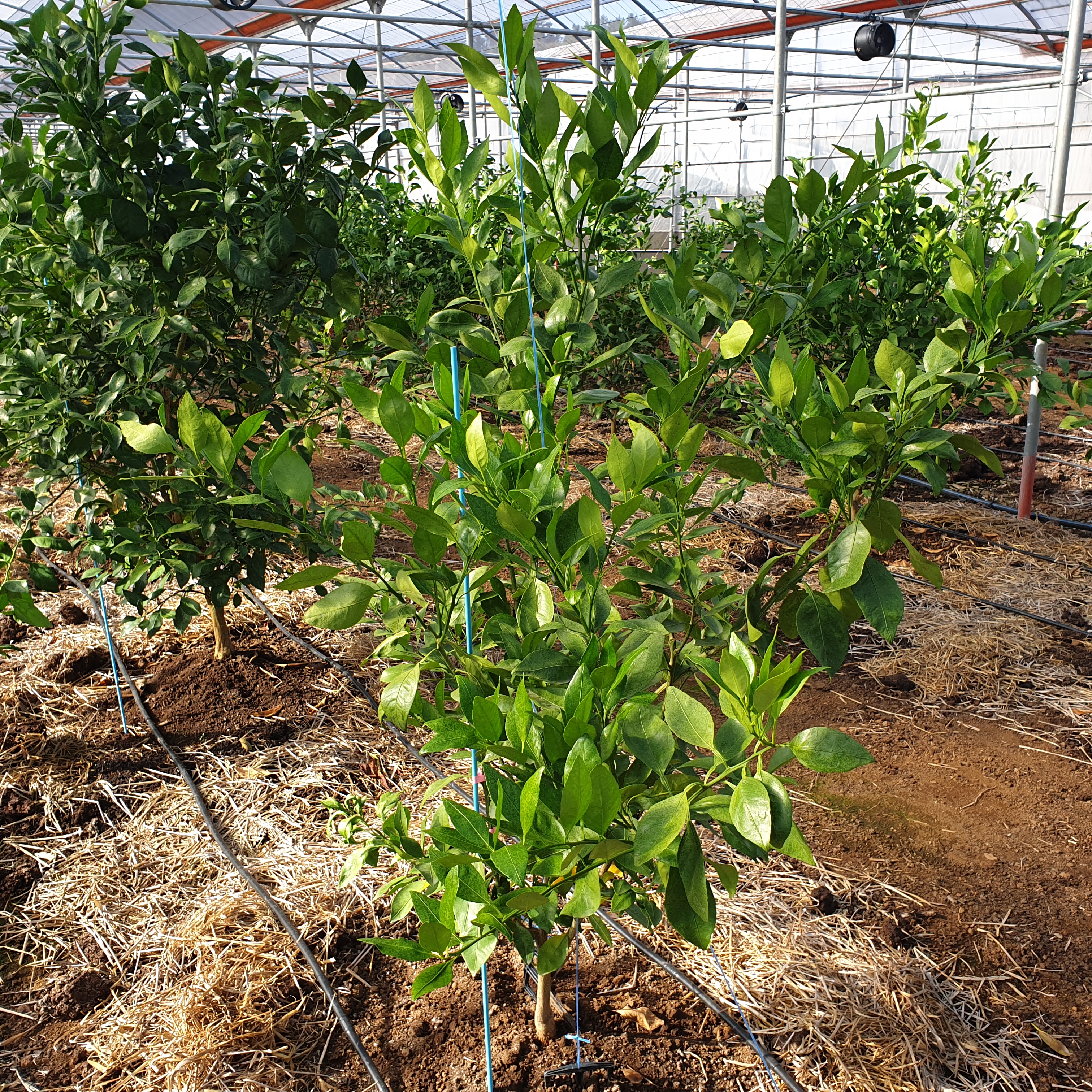 레드향 이상증상