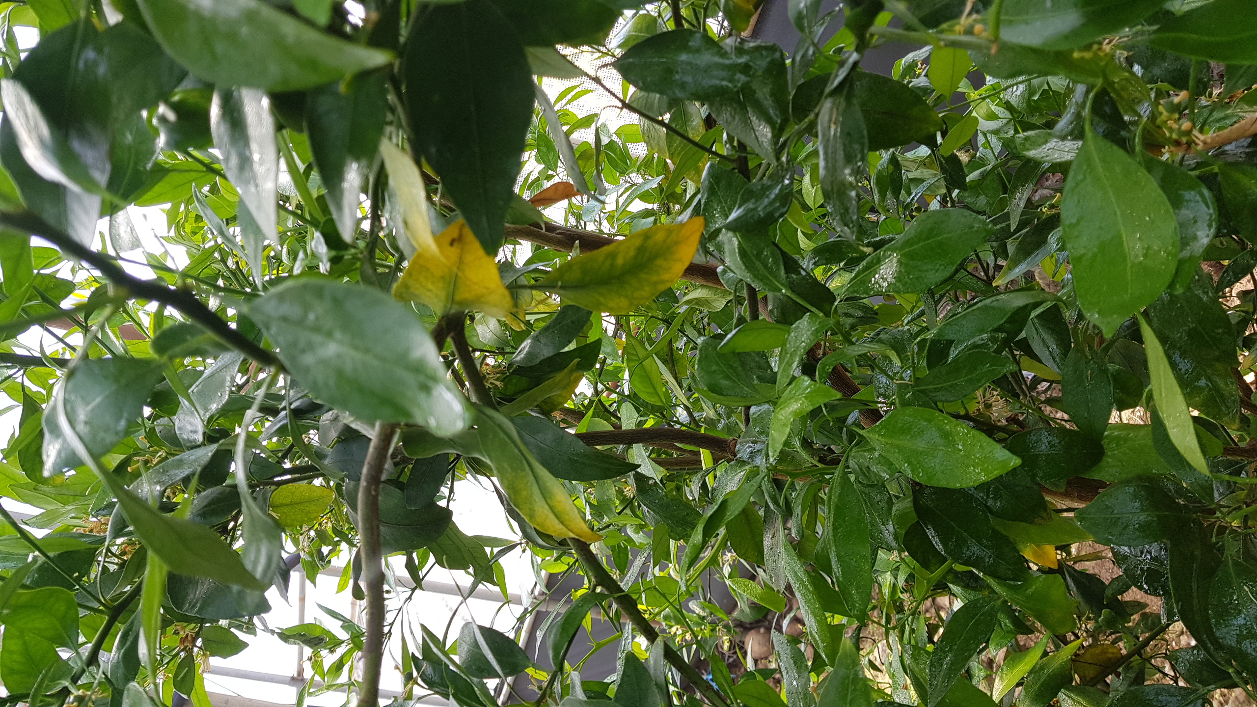 레드향나무관련