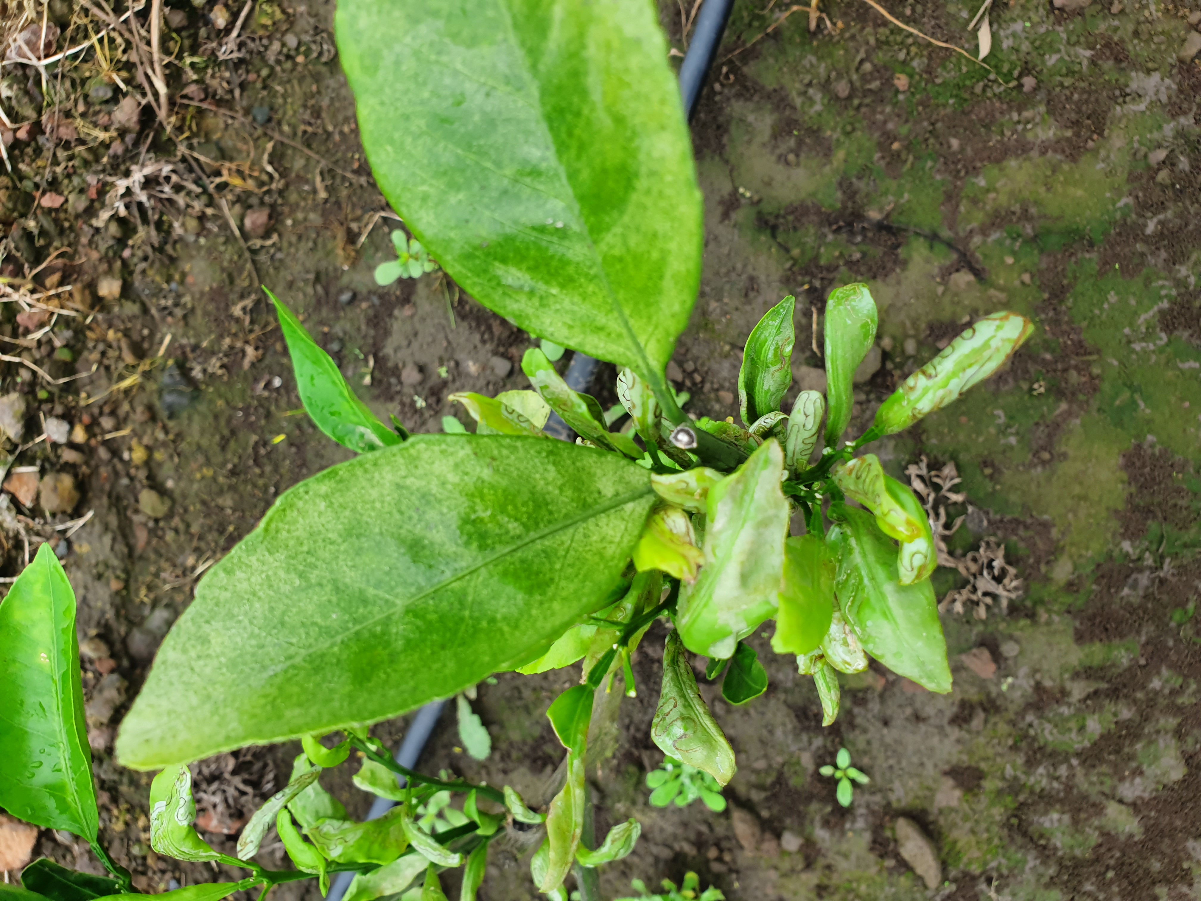 귤나무 잎이 이상해요