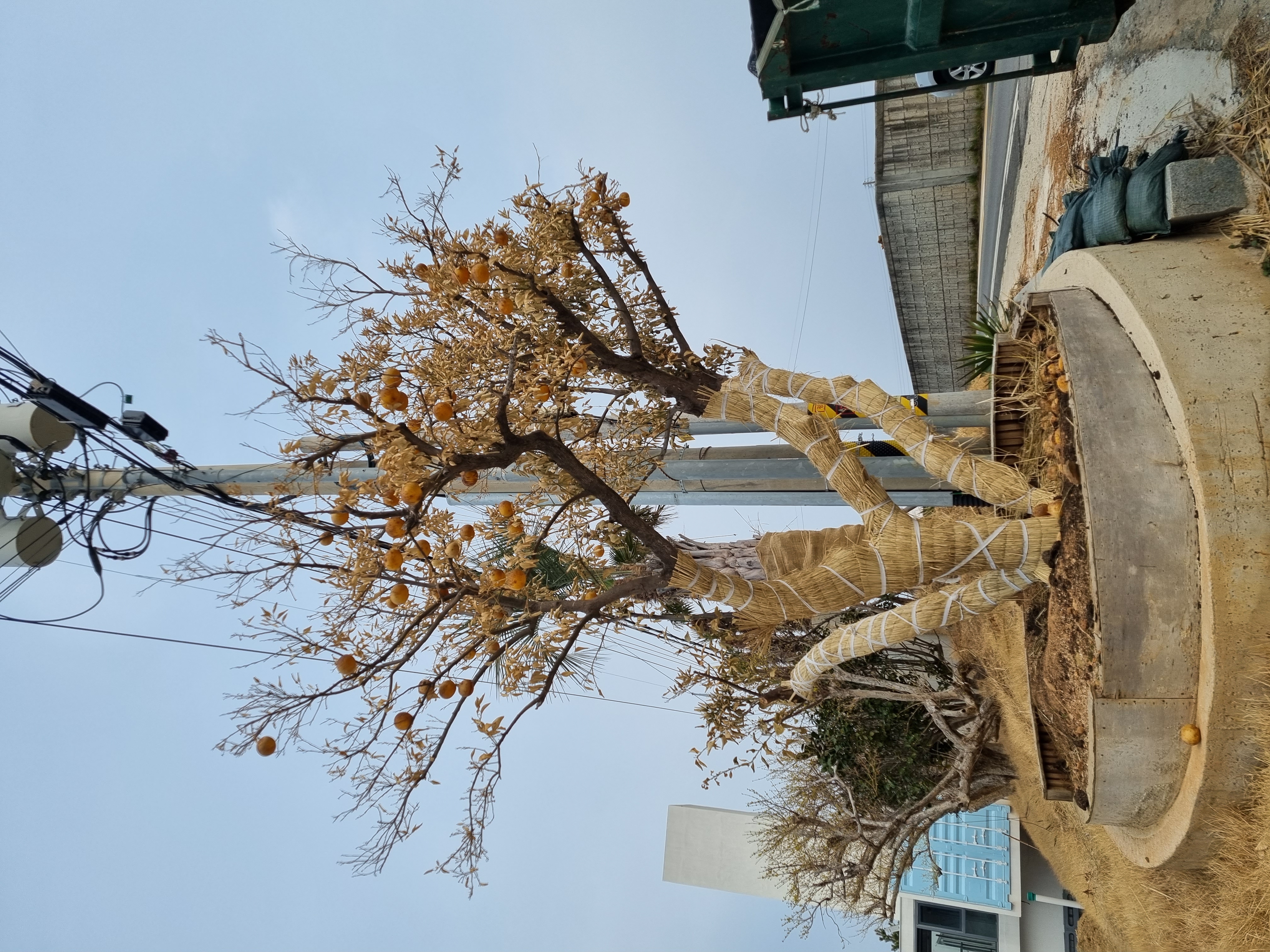 하귤나무를 키우고 있는데요