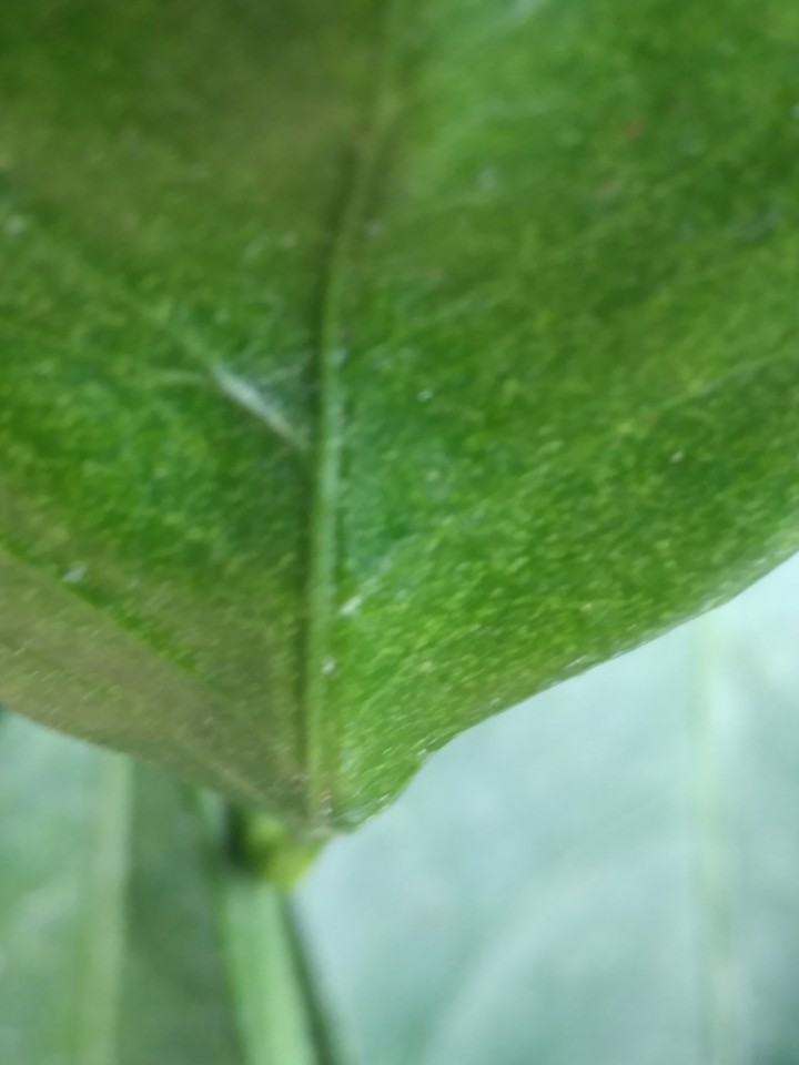 병충해 문의입니다.