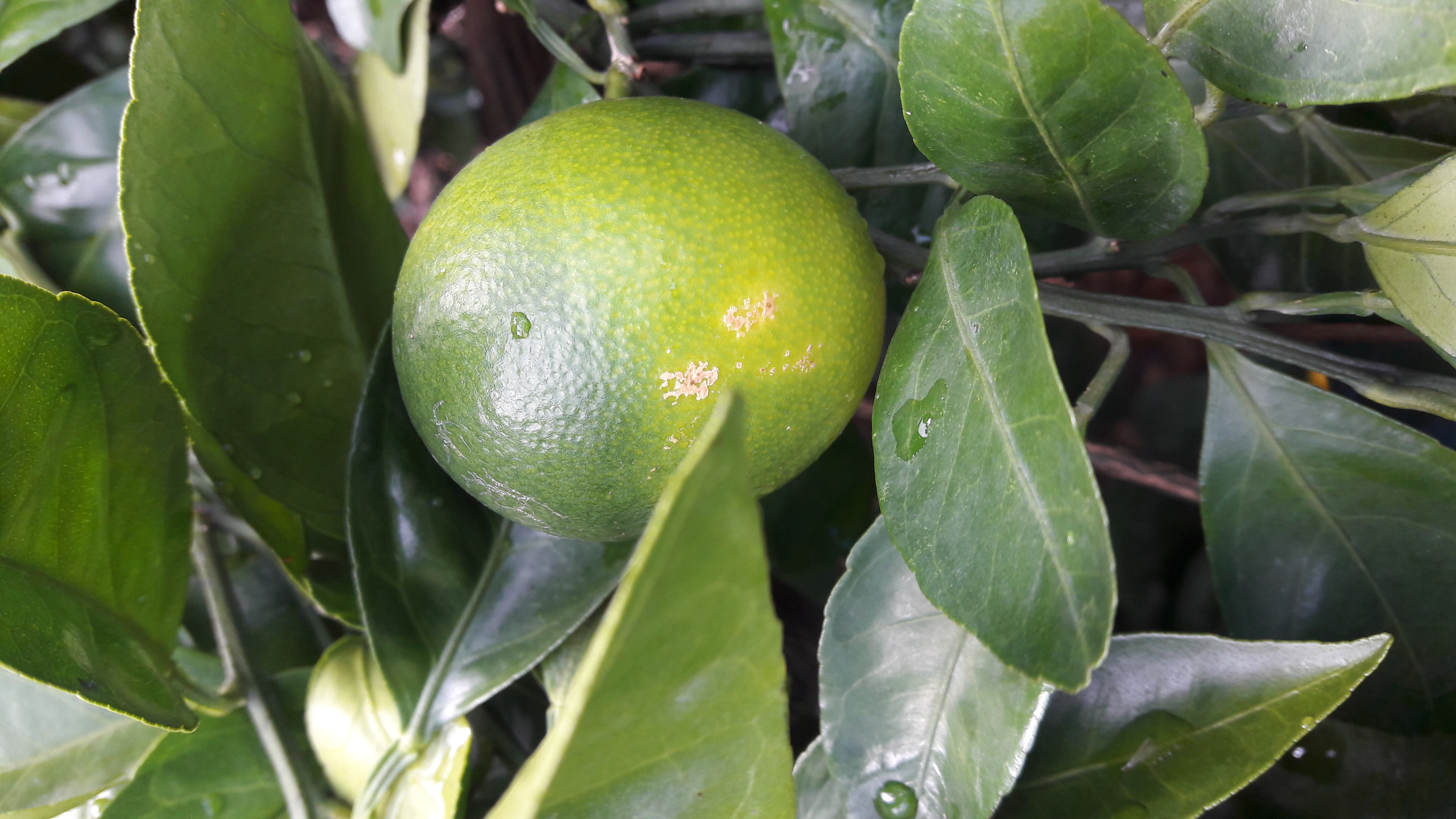 노지감귤입니다. 병해충 이름을 알고싶습니다