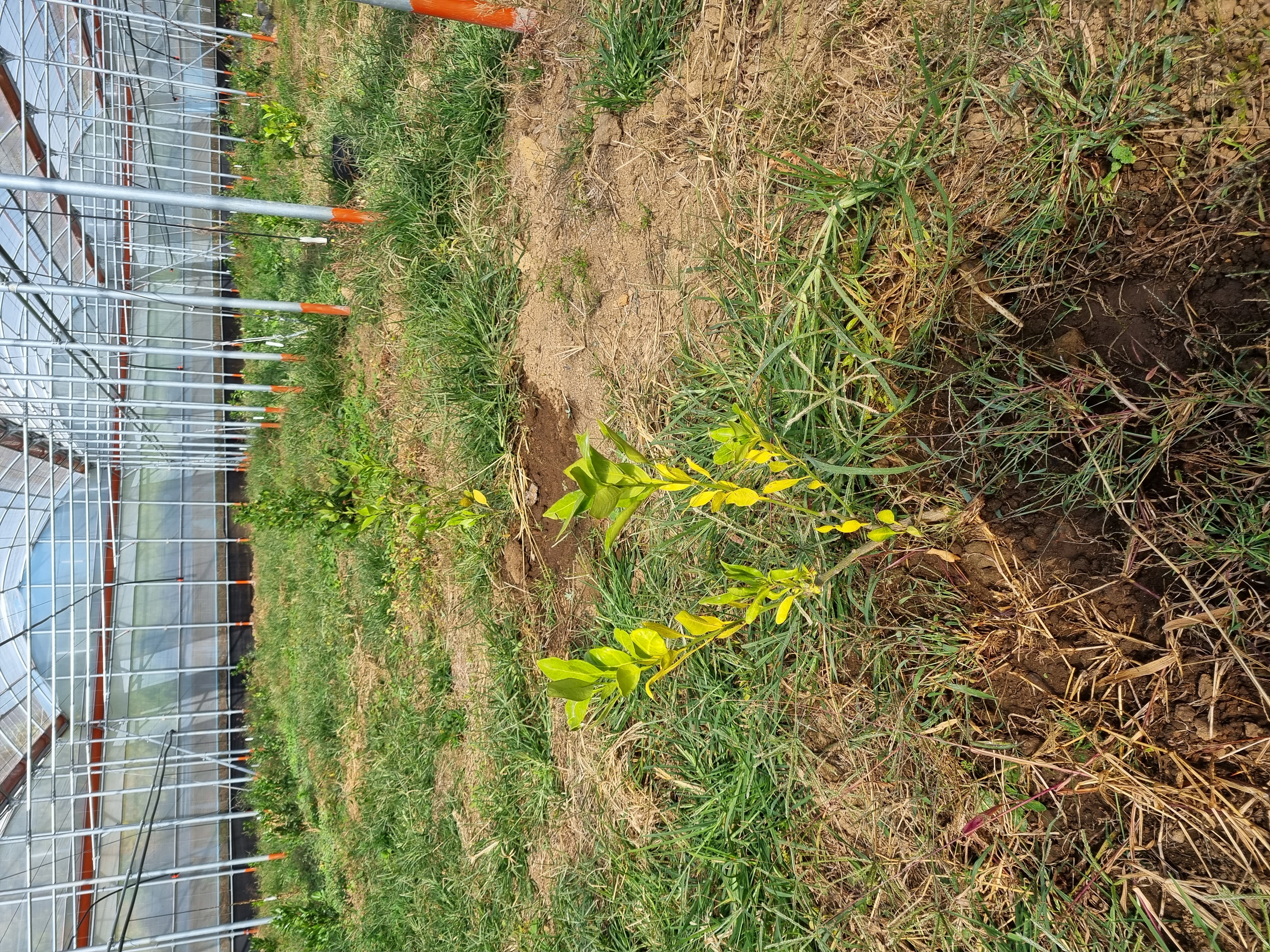 레드향 묘목관리에 대해서