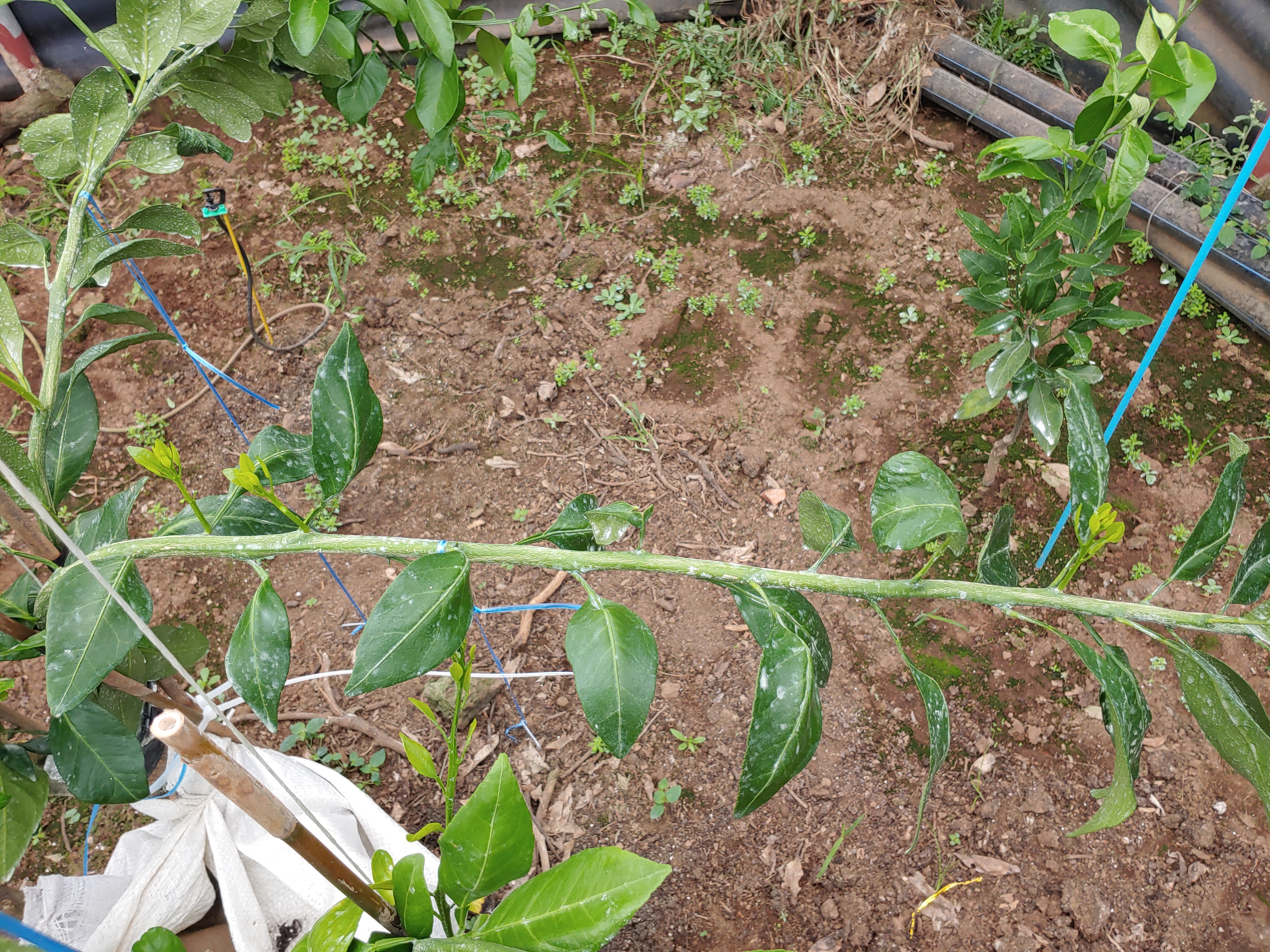 고접 레드향 여름순