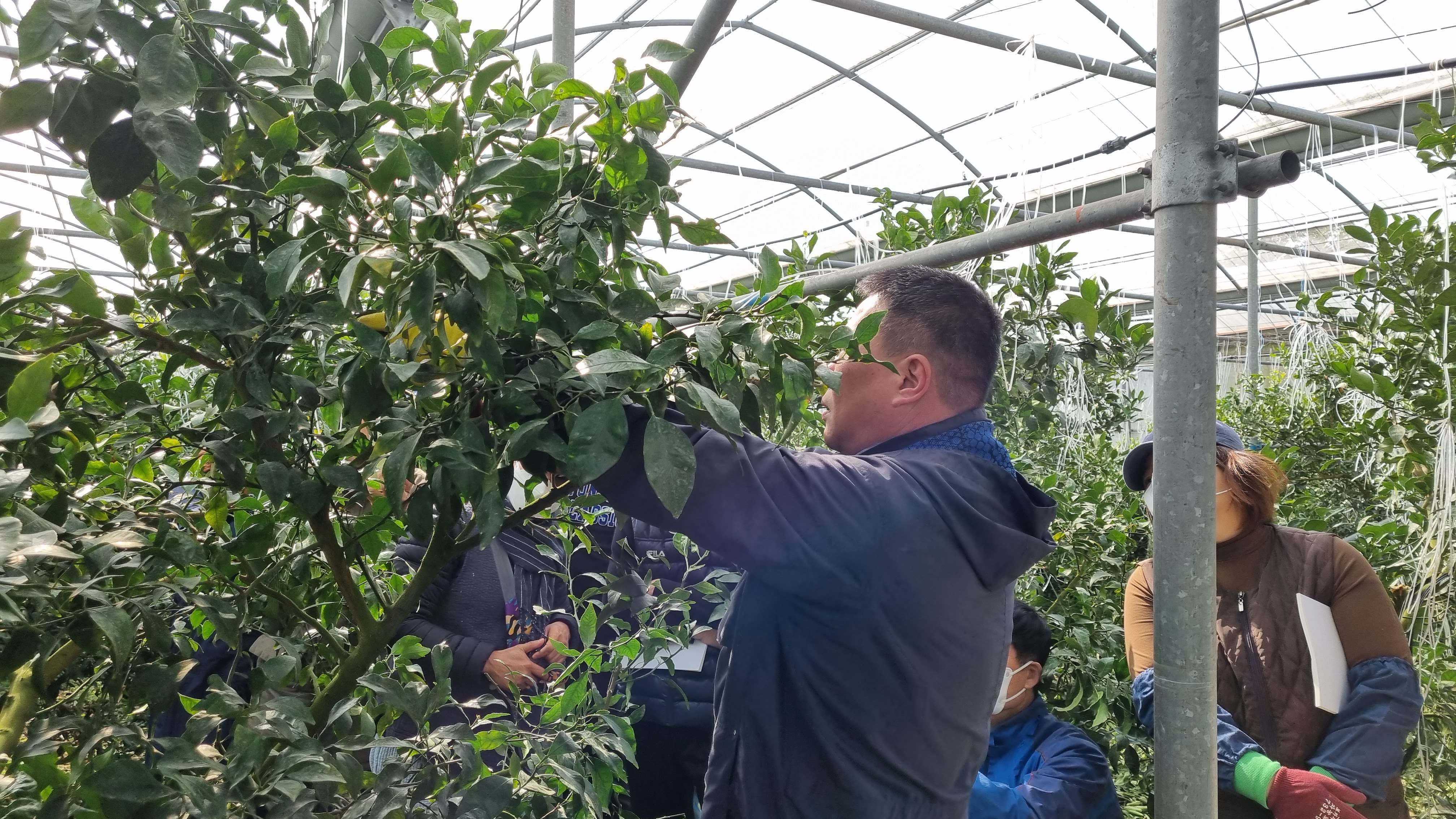 2021년 감귤류 정지 전정 현장 교육( 6회, 3/9~3/12)