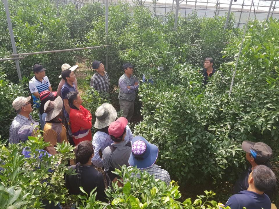농촌지도자표선면회 감귤 및 만감류 정지전정기술교육