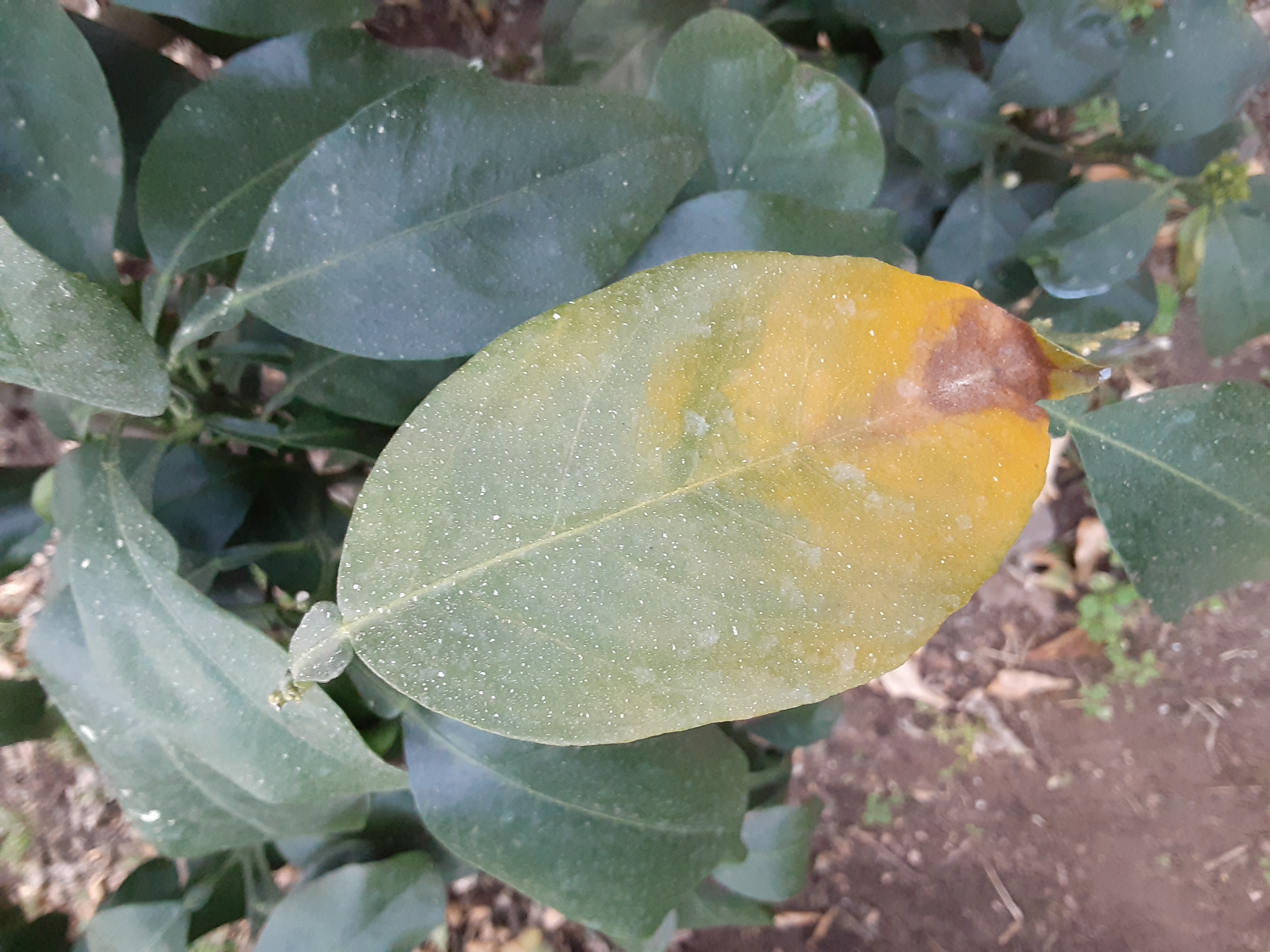 황금향 재배에 문의드립니다.