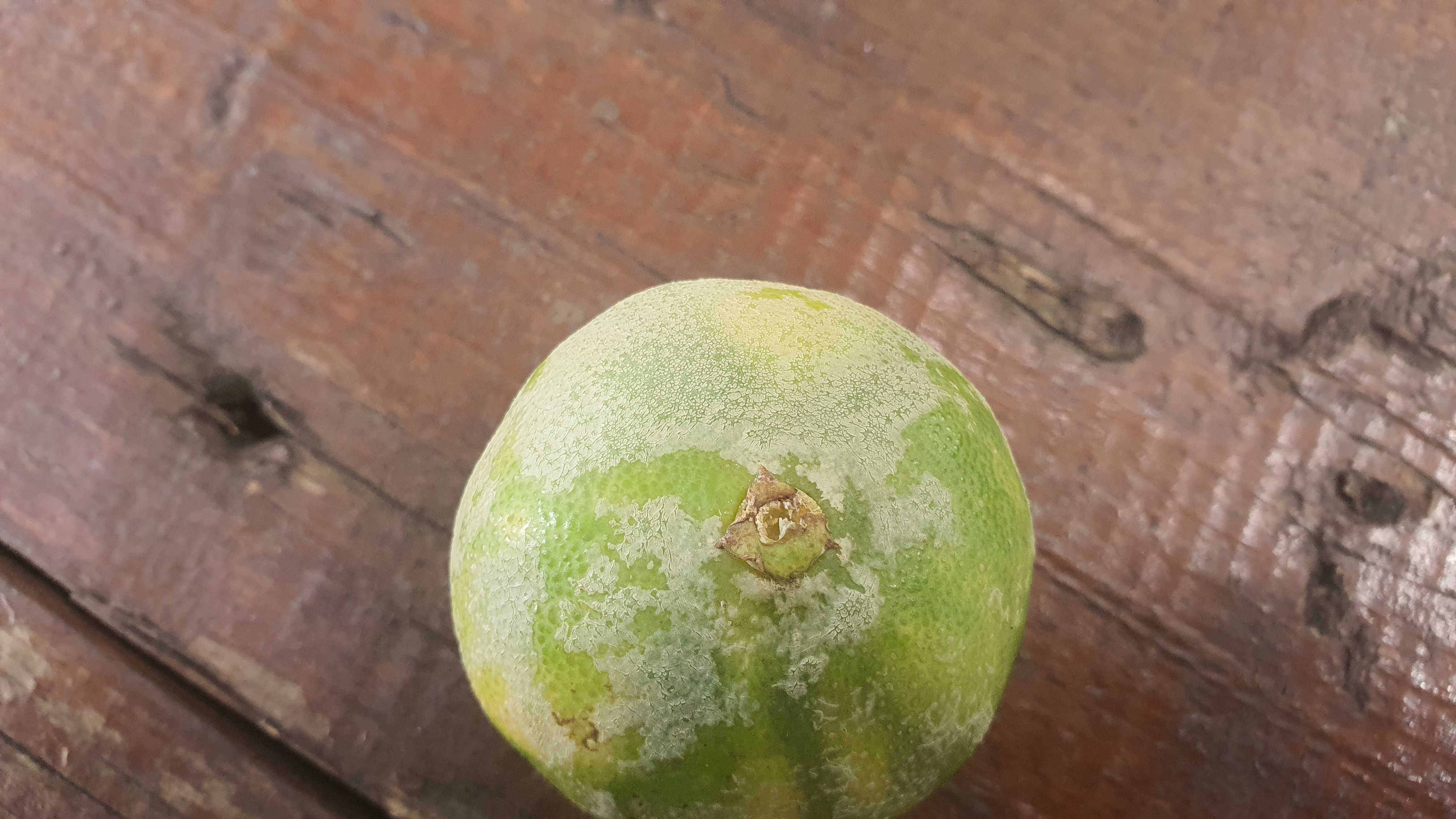 천혜향에 묻은게 뭔가요?