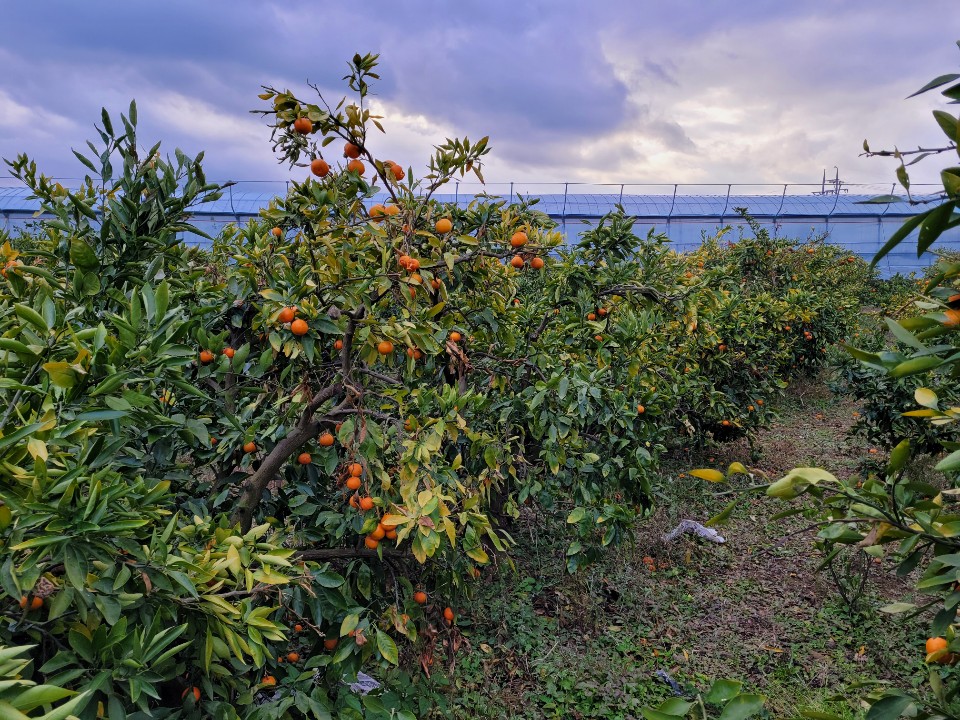 감귤나무 상태 및 처리방법 문의