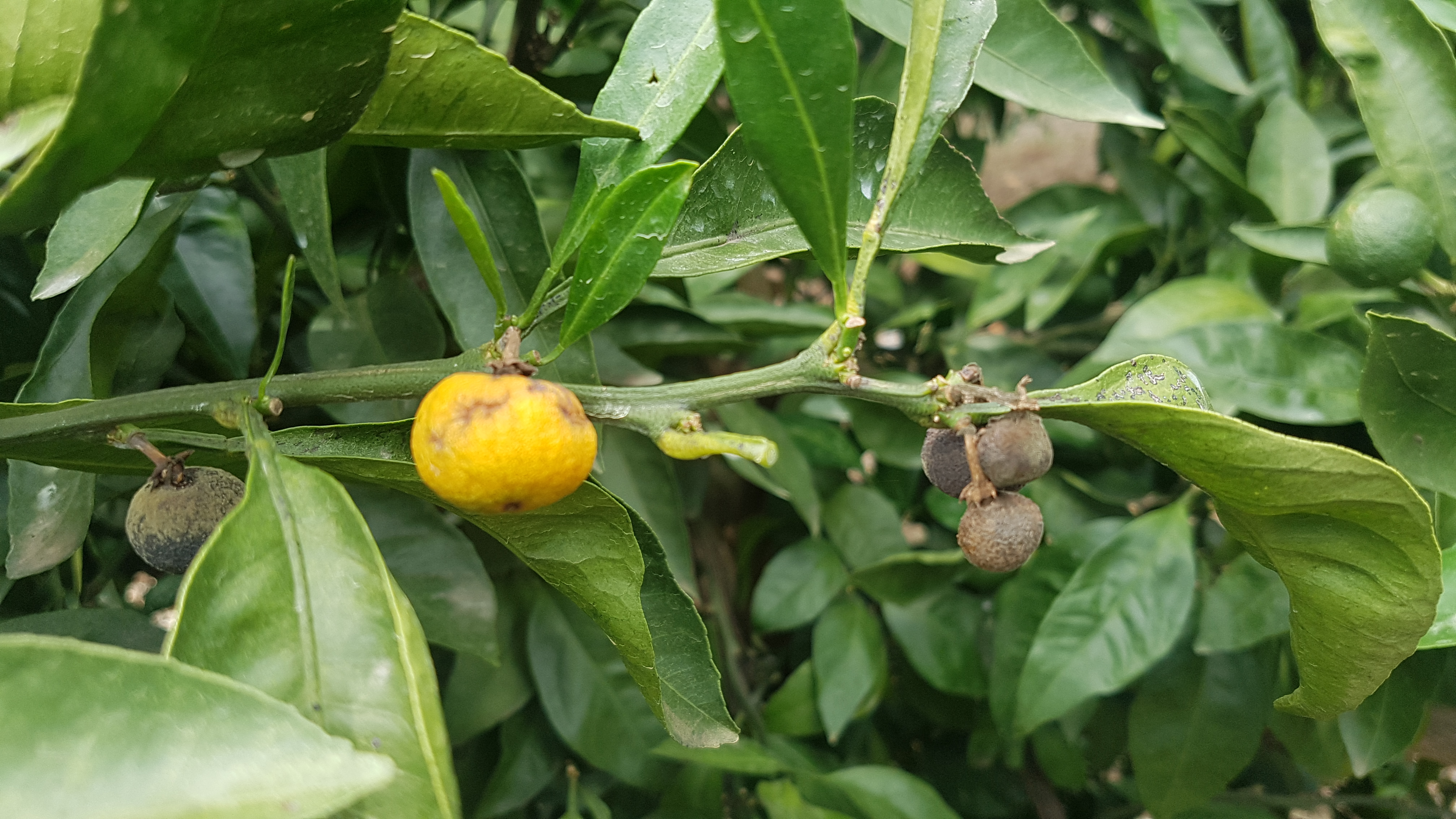 잿빛곰팡이병 방제