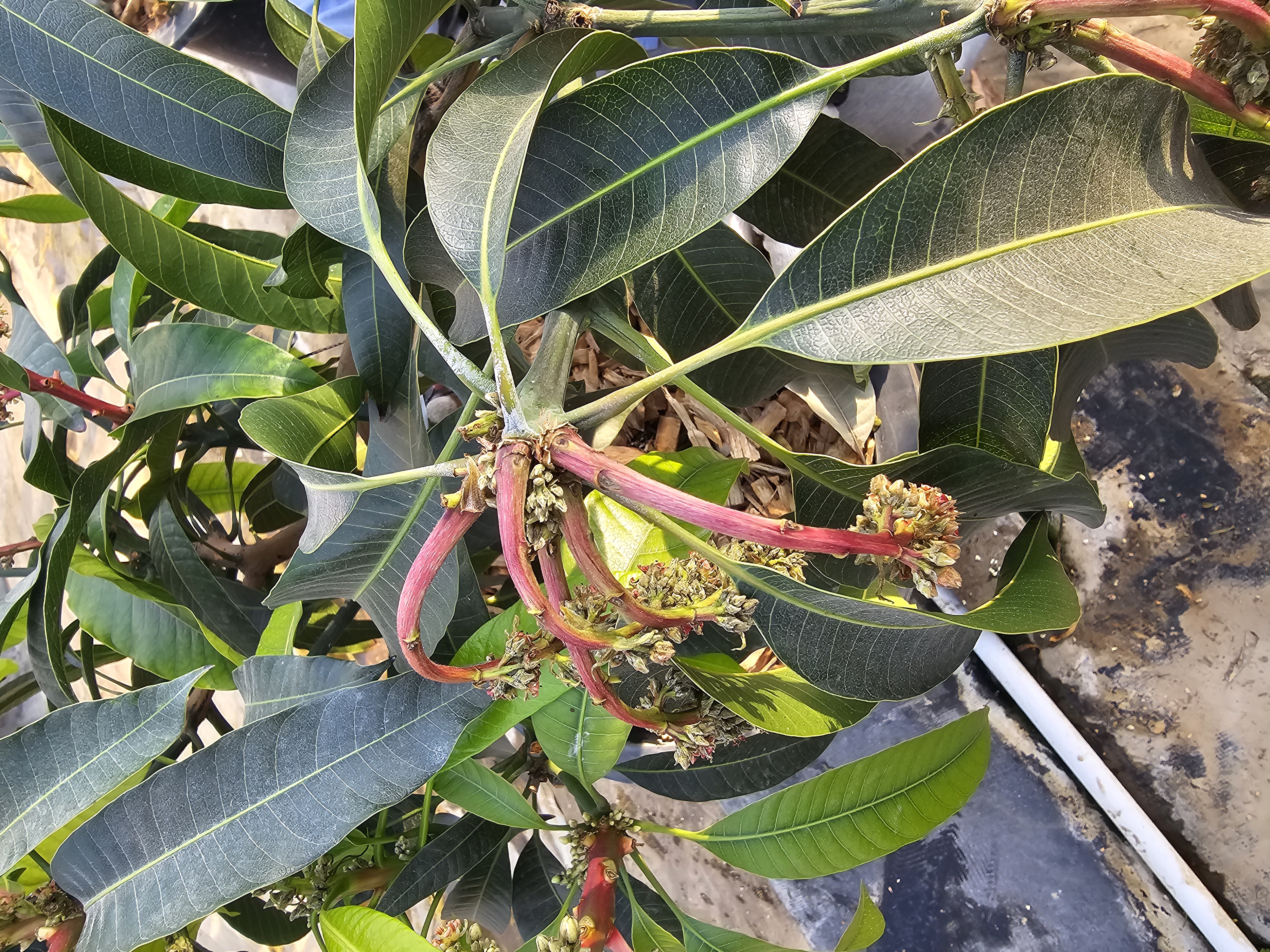 애플망고 가지마름