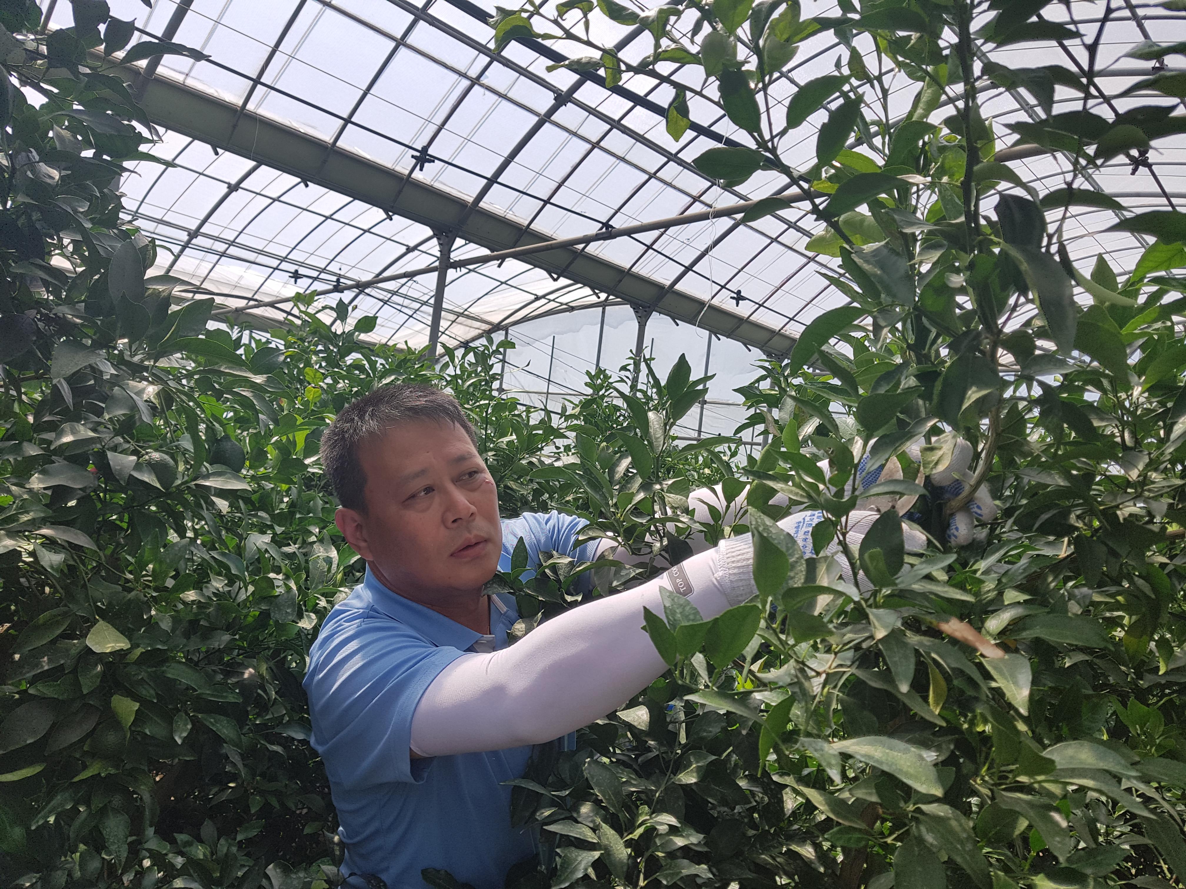 농촌지도자표선면회 감귤 및 만감류 정지전정기술교육