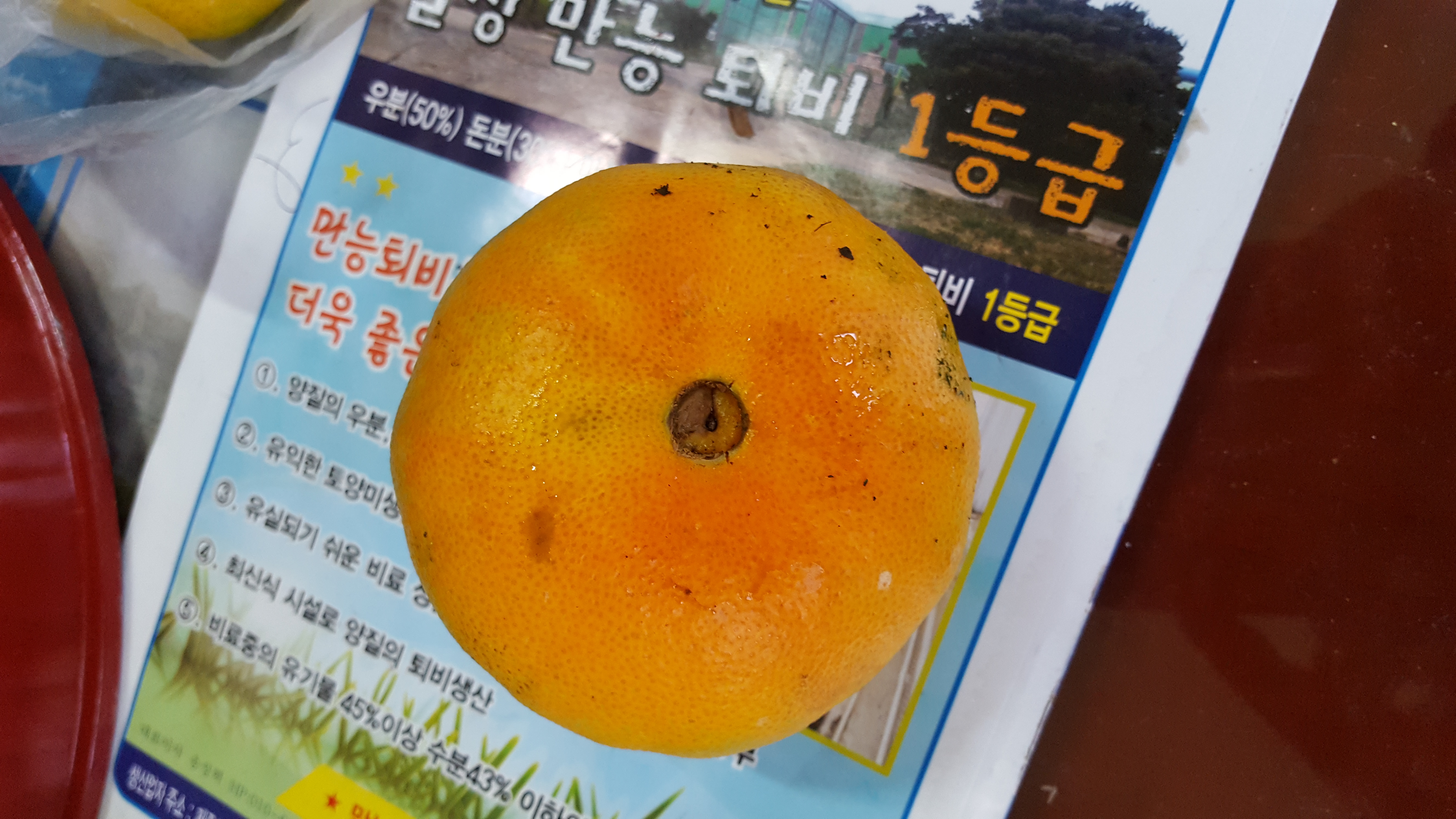 레드향 병충해 관련