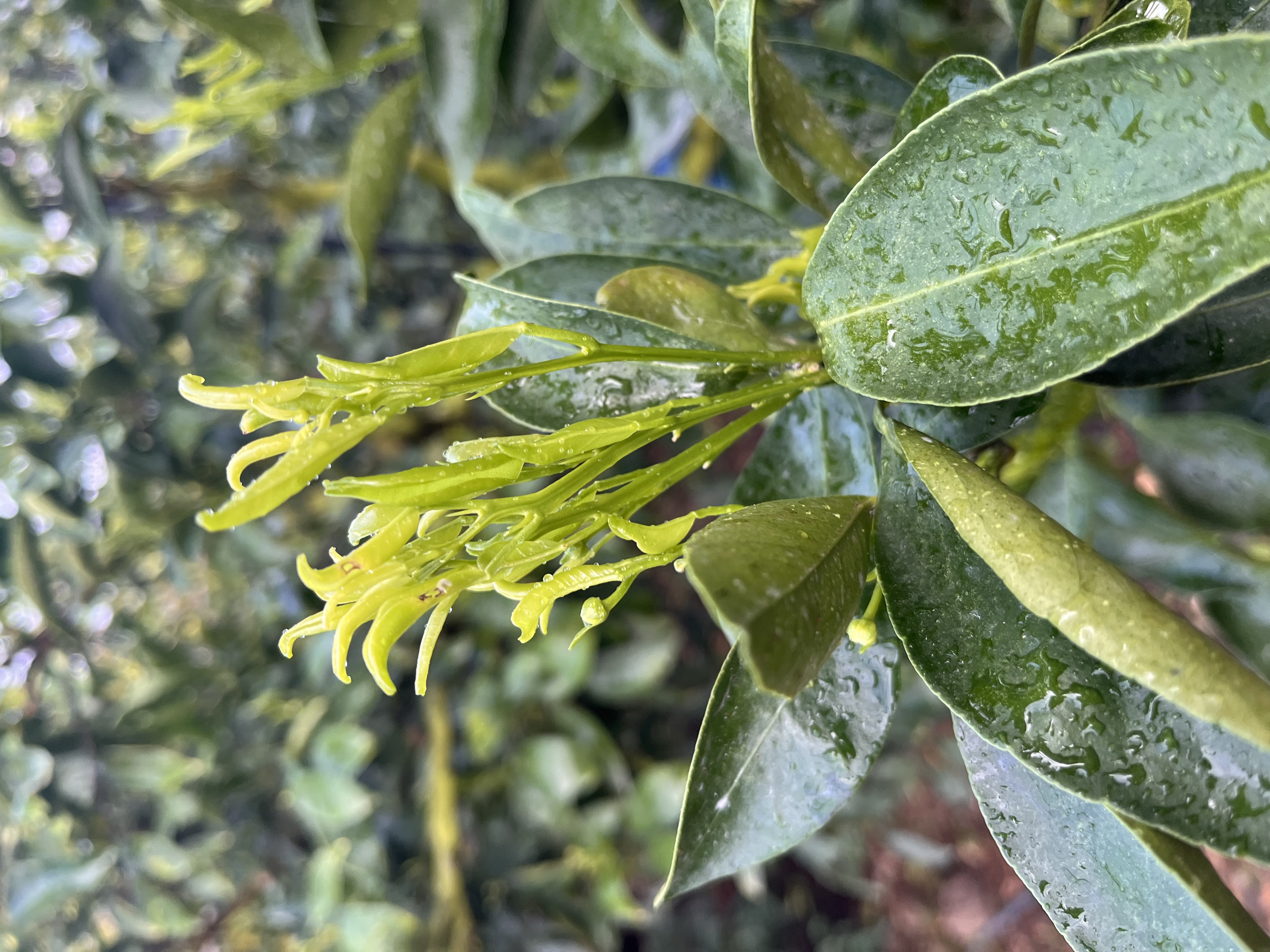 1. 새순 피해_구멍(타는 듯한) 해충?? 2.기계유+보르도액+총채약