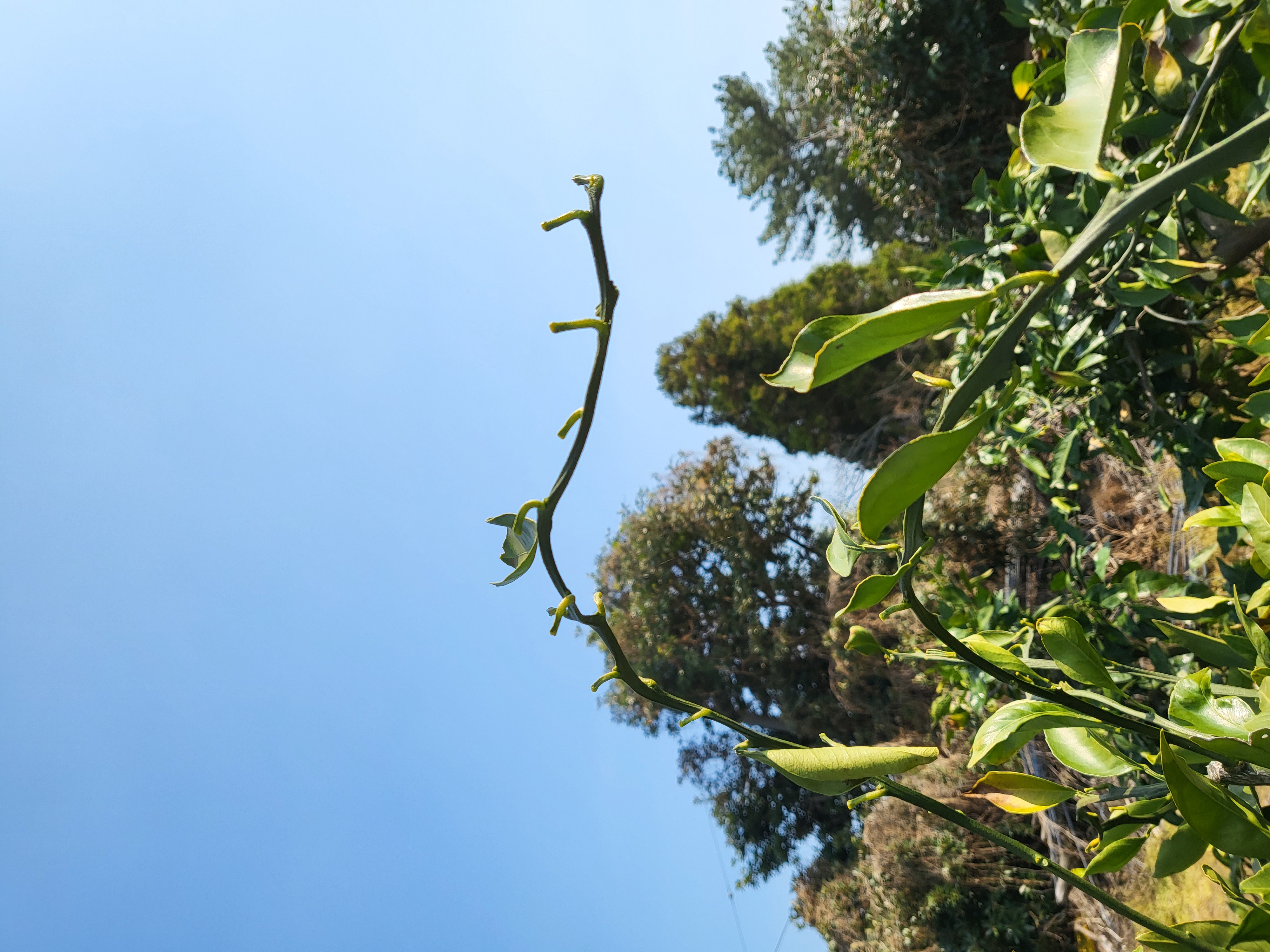 노지감귤 가지 관련